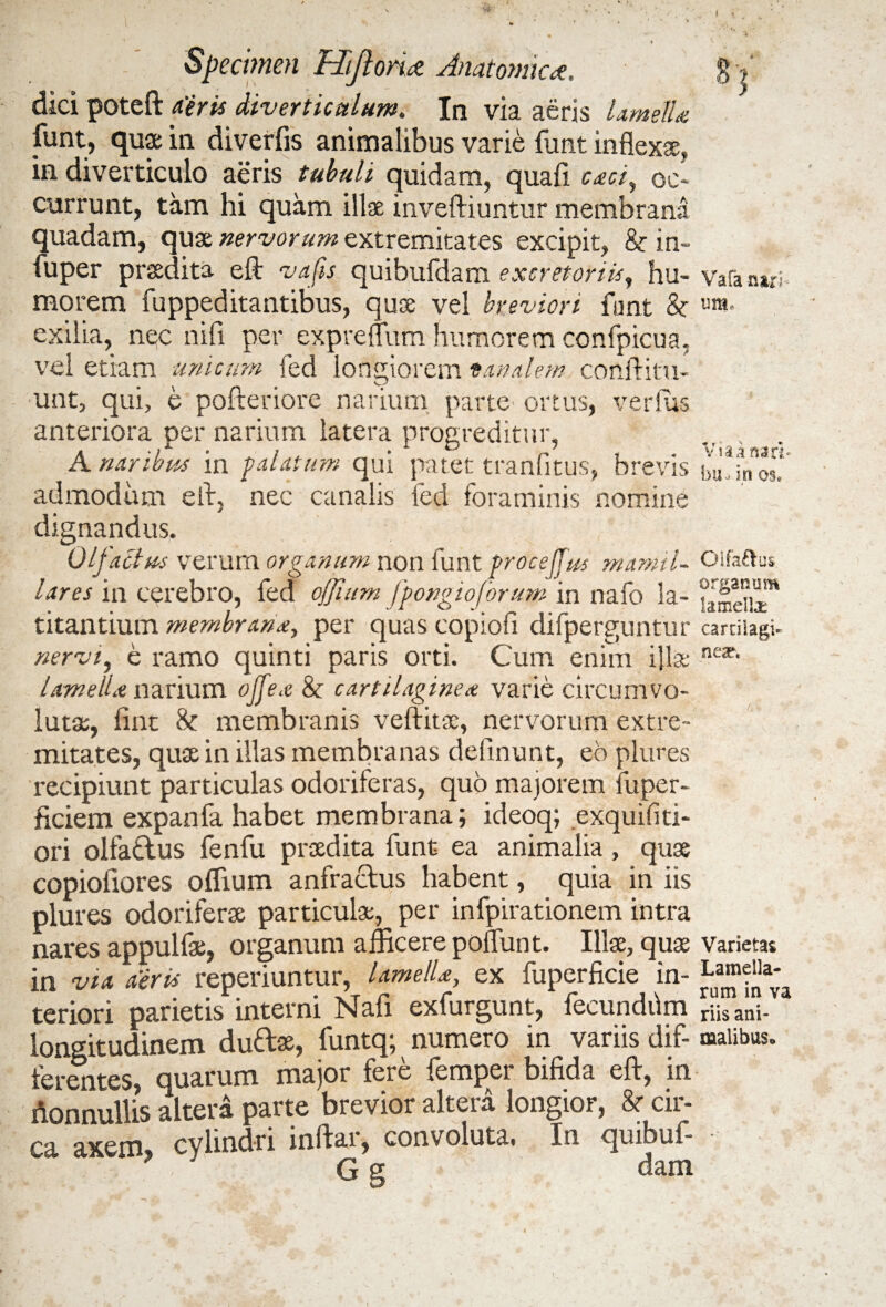 ' I Specimen Hijlonae. Anatomica, dici poteft piris diverticulum. In via aeris lamella fiint, quae in diverfis animalibus varie funt inflexae, in diverticulo aeris tubuli quidam, quafi caciy oc¬ currunt, tam hi quam illae inveftiuntur membrana quadam, quae nervorum extremitates excipit, & in~ fuper praedita eft vafis quibufdam excretoriis, hu¬ morem fuppeditantibus, quae vel breviori funt & exilia, nec nili per expreflum humorem confpicua, vel etiam unicum fed longiorem tandem conftitu- unt, qui, e pofteriore narium parte ortus, verius anteriora per narium latera progreditur, A naribus in palatum qui patet tranfitus, brevis admodum eft, nec canalis fed foraminis nomine dignandus. Olfactus verum organum non funt procejjus mamil¬ lares in cerebro, fed offmm fpongioforum in nafo la¬ titantium membrana, per quas copiofi difperguntur nervi, e ramo quinti paris orti. Cum enim i}l3e lamella narium ojjea 8c cartilaginea varie circumvo¬ lutae, fint &: membranis veftitae, nervorum extre¬ mitates, quae in illas membranas definunt, eo plures recipiunt particulas odoriferas, quo majorem fuper- ficiem expanfa habet membrana; ideoq; exquifiti- ori olfa&us fenfu praedita funt ea animalia, quae copioliores oflium anfractus habent, quia in iis plures odoriferae particulae, per infpirationem intra nares appulfae, organum afficere poflunt. Illae, quae in via aeris reperiuntur, lamella, ex fuperficie in¬ teriori parietis interni Nafi exfurgunt, fecundum longitudinem duft», funtq; numero in variis dif- lerentes, quarum major fere {empei bifida eft, in nonnullis altera parte brevior altera longior, & cir¬ ca axem** cylindri inftar, convoluta. In quibuf- G g dam Vafa nari - imt Via h nari- bU v i n os* Oifaftus organum lamella: cartilagi¬ neae. Varietas Lamella¬ rum in va riis ani¬ malibus.