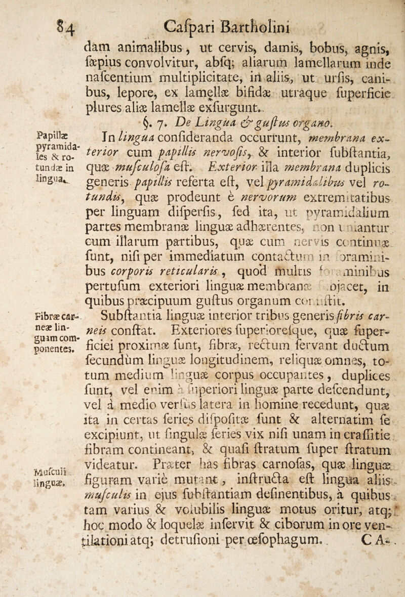 dam animalibus , ut cervis, damis, bobus, agnis, faepius convolvitur, abfq; aliarum lamellarum inde nafcentium multiplicitate, iri aliis, ut urfis, cani¬ bus, lepore, ex lamellas bifida; utraque fuperficie plures alias lamellae exlurgunt. §. 7. De Lingua &gujlus organo. Papillae In lingua confideranda occurrunt, membrana ex- le^&ro-3 tertor cum papillis nervofisr & interior fubftantia, tundaein quaz mufculofa Exterior illa membrana duplicis lingua*, generis papillis referta eft, vel pyramidalibus vel ro¬ tundis, quas prodeunt e nervorum extremitatibus per linguam difperfis, fed ita, ut pyramidalium partes membranas linguas adhaerentes, non 1 mantur cum illarum partibus, qua; cum nervis continuae funt, nili per immediatum contadtum m oramini- bus corporis reticularis , quod multis 1 minibos pertufum exteriori linguae membranae ojacet, in quibus praecipuum guftus organum coruftit. Fibraecar- Subftantia linguae interior tribus generis fibris car- neaeim- nejs Conffat. Exteriores fuperloreique, cuas iuper- guimcom- n . . ■ r r 1 r o r 1 i r, ponentes, ficiei proximae lunt, fibrae, rectum lervant ductum fecundum linguas longitudinem, reliquae omnes, to* tum medium linguae corpus occupantes, duplices funt, vel enim a fu perior i linguae parte defcendunt, vel a medio verfiis latera in homine recedunt, quae ita in certas feries difpofitas funt & alternatim fe excipiunt, ut fingulae feries vix nifi unam incraffitie fibram contineant, & quafi liratum fuper liratum Mutcuii videatur. Praeter has fibras, carnofas, quae linguas lingo*, figuram varie mutant, inftru&a eft lingua aliis: mujculis in ejus fuhftantiam definentibus, a quibus tam varius & volubilis linguae motus oritur, atq; hoc modo & loquelas infervit & ciborum inore ven¬ tilationi atq; detrufioni per cefophagum.. C M