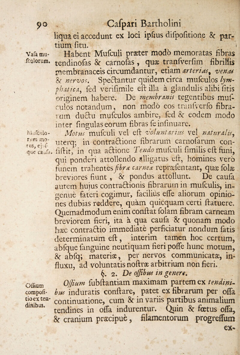 9° Vafa mu» (culorum. hUiffiu lo¬ rum mo¬ rus, ejuT que caula Offium compofi- tioex ten¬ dinibus. Cafpari Bartholini liqua ei accedunt ex loci ipfius difpofitione 8c par¬ tium fitu. . Habent Mufculi praeter modo memoratas fibras tendinofas & carnofas, quae tranfverfim fibrillis membranaceis circumdantur, etiam arterias % venas & nervos. Spectantur quidem circa mufculos lym- fh.utcx, fed verifimile eft illa a glandulis alibi fitis originem habere. De membranis tegentibus muf- eulos notandum, non modo eos tranfverfo fibra¬ rum ductu mufculos ambire, fed & eodem modo inter fingulas eorum fibras fe infinuare. Motus mufculi vei eft voluntarius vel naturalis, uterq; in contractione fibrarum carnofarum con- iifiit, in qua actione Tendo mufculi fimilis eft fimi, qui ponderi attollendo alligatus eft, homines vero funem trahentes fibra carnea repraefentant, quas folas breviores fiunt , ’ & pondus attollunt. De caufa autem hujus contradionis fibrarum in mufculis, in¬ genue fateri cogimur, facilius effe aliorum opinio¬ nes dubias reddere, quam quicquam certi ftatuere. Quemadmodum enim conftat folam fibram carneam breviorem fieri, ita a qua caufa & quonam modo haec contradio immediate perficiatur nondum fatis determinatum eft, interim tamen hoc certum, abfque fanguine neutiquam fieri poffe hunc motum, k abfq; materiae, per nervos, communicatae, in¬ fluxu, ad voluntatis noftrae arbitrium non fieri. 2. De ojjibus in genere. OJJium fubftantiam maximam partem ex tendini¬ bus induratis conflare, patet ex fibrarum per offa continuatione, cum & in variis partibus animalium tendines in offa indurentur. Quin k foetus offa, k cranium praecipue, filamentorum progreffum ex»