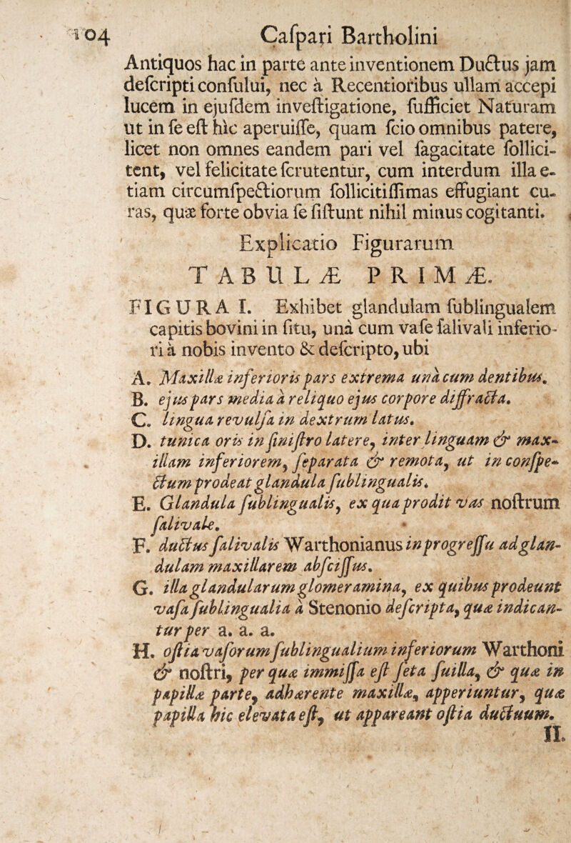 Antiquos hac in parte ante inventionem Du&us jam delcripti confului, nec a Recentioribus ullam accepi lucem in ejufdem inveftigatione, fufficiet Naturam ut in fe eft hic aperuiffe, quam fcio omnibus patere, licet non omnes eandem pari vel fagacitate follici- tent, vel felicitatefcrutentur, cum interdum illae- tiam circumfpe£tiorum follicitiflimas effugiant cu¬ ras, quae forte obvia fe fiftunt nihil mitius cogitanti. ' Explicatio Figurarum T.ABULiE P R I M /E. FIGURA I. Exhibet glandulam fublingualem capitis bovini in fitu, una cum vafe falivali inferio¬ ri a nobis invento & defcripto, ubi A. Maxilla inferioris pars extrema una, cum dentibus. B. eiuspars media d reliquo ejus corpore dijfracla. C. lingua revulfa in dextrum latus, D. tunica oris in finiftro latere, inter linguam & max¬ illam inferiorem, feparata & remota, ut in confpe- pium prodeat glandula fublingualis, E. Glandula fublingualis, ex quaprodit Dos noftrum falivale. F. duplusfalivalis Warthonianus inprogrejfu adglan- , dulam maxillarem abfciffm. G. illa glandularum glomeramina, ex quibus prodeunt vafafublingualia d Stenonio defcripta, qua indican¬ tur per a. a. a. H. ojlia vaforumfublingualium inferiorum Warthoni dr noftri, per qua immiffa ejl feta fuilla, & qua in papilla parte, adharente maxilla,, apperiuntur, qua papilla hic elevata eft, ut appareant oftia duptuum.