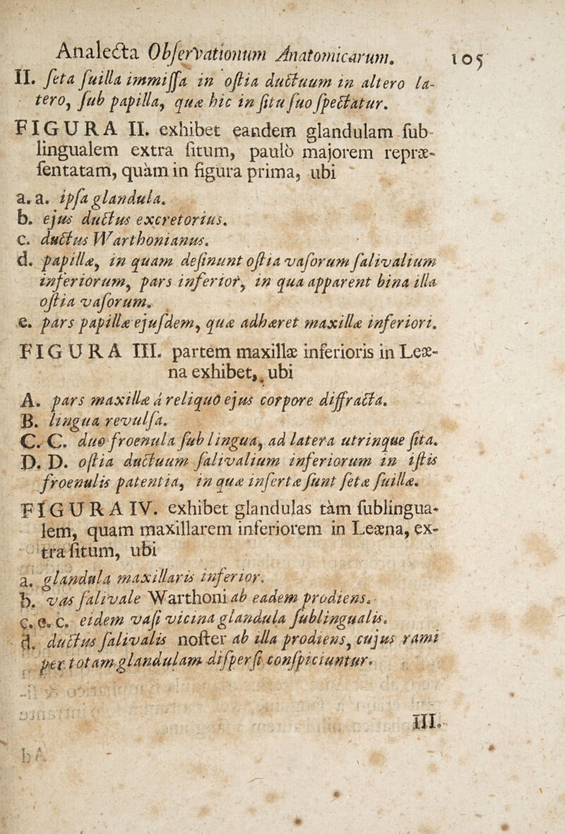 II. feta fuilla immijfa in oflia ductuum m altero ta- ' tero, fub papilla, qua hic in Jitufuo fpeffatur. v , * i i ' i ■ '• ‘ , S *** -. FIGURA II. exhibet eandem glandulam fub- lingualem extra litum, paulo majorem reprse» fentatam, quam in figura prima, ubi a. a. ipfa glandula. D. ejus dulfus excretorius. C. dudtus Warthonianus. d. papilla, in quam definunt oflia vaforum falivalium inferiorum, pars inferiot, in qua apparent bina illa oflia vaforum e. pars papilla ejufdem, qua adharet maxilla inferiori. FIGURA III. partem maxillae inferioris in Leae¬ na exhibet, ubi ~v • A. pars maxilla, d reliquo ejus corpore diffracta. B. lingua revulfa. C. G. duo froenul a fub lingua, ad latera utrinque flta. D. D. oflia ductuum falivalium inferiorum in ijlis froenulis patentia, in qua inferta funt feta fuilla. FI GURA IV. exhibet glandulas tam fublingua- lem, quam maxillarem inferiorem in Leaena, ex¬ tra fitum, ubi a, glandula maxillaris inferior. !). vas fahvale Warthoni^ eadem prodiens. - C. e. C. eidem vafi vicina glandula fublingualis. d. ductus falivalis nofter ab illa prodiens, cujus rami per t otarnglandulam difperfl tonfpicmntur- - Se v 4 J. t. •- 105 r t A h r