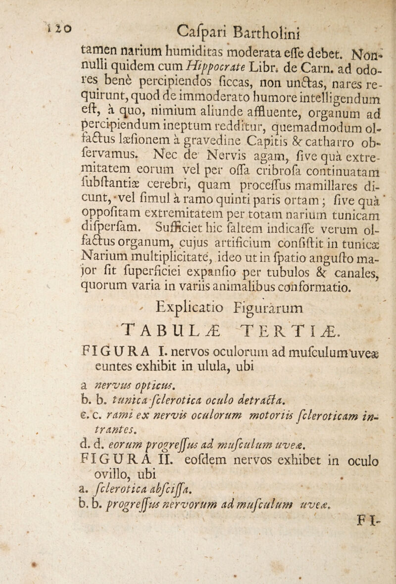 tamen narium humiditas moderata effe debet. Non* nulli quidem cum Hippocrate Libr, de Carn. ad odo¬ res bene percipiendos ficcas, non un&as, nares re¬ quirunt, quod de immoderato humore intelligendum eft, a quo, nimium aliunde affluente, organum ad percipiendum ineptum redditur, quemadmodum ol- tattus ladionem a gravedine Capitis Sccatharro ob- fervamus. Nec de Nervis agamr fi ve qua extre¬ mitatem eorum vel per offa cribrofa continuatam iubfiantiss cerebri, quam proceffus mamillares di¬ cunt, -vel fimul a ramo quinti paris ortam ; fi ve qua oppofitam extremitatem per totam narium tunicam difperfam. Sufficiet hic faltem indicaffe verum ol- faclus organum, cujus artificium confiftit in tunicas Narium multiplicitate, ideo ut in fpatio angufio ma¬ jor fit fuperficiei expanfio per tubulos &r canales, quorum varia in variis animalibus conformatio. ' Explicatio Figurarum tabuli tertim. FIGURA I. nervos oculorum ad mufculum uveas euntes exhibit in ulula, ubi a nervus opticus. - • b. b. tunicafclerotica oculo det ralla. e. c. rami ex nervis oculorum motoriis fcleroticam in¬ trantes. ' V / ' - - d.d. eorum progrejfus ad mufculum uve<e. FIGURA II. eofdem nervos exhibet in oculo ovillo, ubi a. fclerotica abfciffa. b. b. progrejfus nervorum ad mufculum uve<e. ■ v ■- FU *