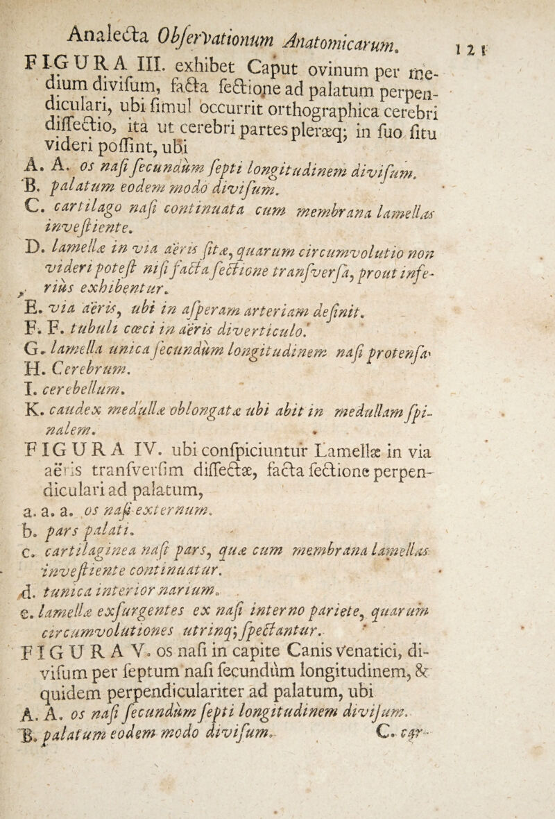 F IG URA III. exhibet Caput ovinum per rne- dium divifum, fa£ta fe&iojie ad palatum perpen- ^fculari, • timui occurrit orthographica cerebri diiiecuo, ita ut cerebri partes plerasq; in fuo. fitu videri poffint, uBi A. A. os nafi fecundum fepti longitudinem divifum, B* palatum eodem modo divifum. C. . cart ilago naji continuata cum membrana lamelLts iniiefitente. • - ! D. lameutf in via aeris Jitquarum circumvolutio non videri pot e f mfijacia feclione tranjverja* proutinfe- * rius exhibentur» E. via aeris, ubi in afperam arteriam defnit. F. F. tubuli caeci in aeris diverticulo. G. lamella unica Jecundum longitudinem nafi Protenfa' H. Cerebrum. K. caudex medulla oblongata ubi abit in medullam fi¬ nalem. FIGURA IV. ubi confpiciuntur Lamellas in via aeris tranfverfim difte&se, facta fe&ione perpen¬ diculari ad palatum, a. a. a. os na f externum. b. P#rs palati, C. cartilaginea nafi pars, qua cum membrana lamellas invefliente continuatur. d. tunica interior nanum., . e. lamella exfurgentes ex nafi interno pariete, quarum circumvolutiones utrinq) f pectantur. * ' FIGURA V» os nafi in capite Canis Venatici, di¬ vifum per feptum nafi fecundum longitudinem, 8e quidem perpendiculariter ad palatum, ubi A. A. os nafi fecundum fepti longitudinem divijum. B. palatum eodem modo divifum.■ C. c$r~ 11