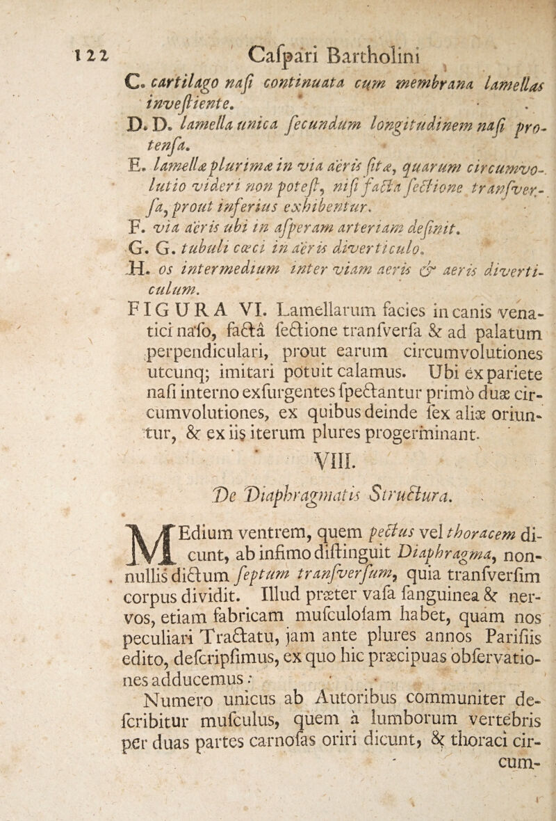 l 21 \ Calpari Bartholini C. cartilago na fi continuata cum membrana lamellas invefiiente. . D* D. lamella unica fecundum longitudinem na fi pro- tenfa. E. lamelU plurima in via aeris fit a, quarum circumvo-. lutio videri non potefi, ni fi faci a fectione tranfver- fa, prout inferius exhibentur. F. via aeris ubi in afperam arteriam definit. G. G. tubuli coeci in aeris diverticulo. H. os intermedium inter viam aeris & aeris diverti- \ * * culum. n ' y FIGURA VI. Lamellarum facies in canis vena¬ tici nafo, faflra fe&ione tranfverfa & ad palatum perpendiculari, prout earum circumvolutiones utcunq; imitari pdtuit calamus. Ubi ex pariete na fi interno exfurgentes (peflantur primo duas cir¬ cumvolutiones, ex quibus deinde fex aliae oriun¬ tur, &: ex iis iterum plures progerminant. ‘ VIIL De Diaphragmatis Struitur a. ^ y ■ . .. MEdium ventrem, quem peflus vel thoracem di¬ cunt, ab infimo diftinguit Diaphragma, non¬ nullis ditium fepturn tranfverfum, quia tranfverfim corpus dividit. Illud praeter vafa fanguinea k ner¬ vos, etiam fabricam mufculolam habet, quam nos peculiari Tra&atu, jam ante plures annos Parifiis edito, defcripfimus, ex quo hic prsscipuas obfervatio- nes adducemus: • Numero unicus ab Autoribus communiter de- fcribitur mufculus, quem a lumborum vertebris per duas partes carnofas oriri dicunt, 8< thoraci cir- '  cum-