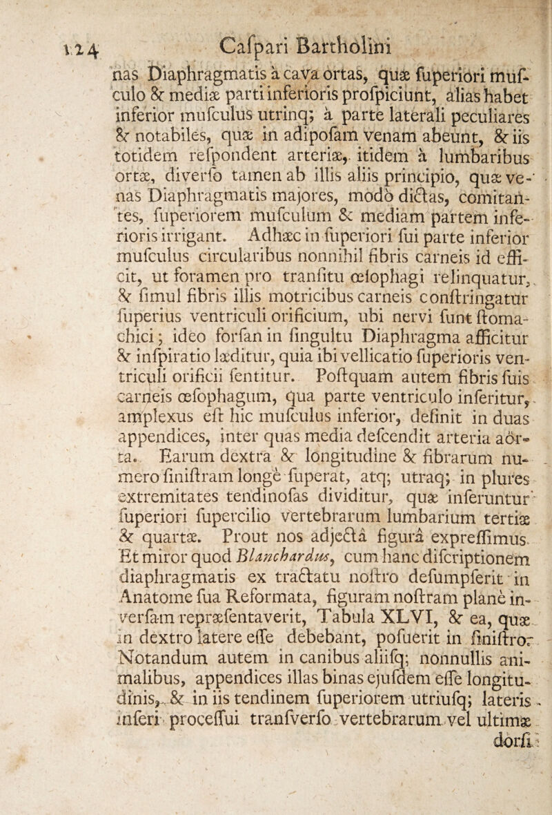 nas Diaphragmatis a cava ortas, quae fuperiori muf- culo 8c mediae parti inferioris profpiciunt, alias habet inferior mufculus utrinq; a parte laterali peculiares &r notabiles, quae in adipolam venam abeunt, & iis totidem refpondent, arteriae, itidem a lumbaribus ortae, diverfo tamen ab illis aliis principio, quae ve-' nas Diaphragmatis majores, modo didas, comitan¬ tes, fuperiorem mufculum & mediam partem infe¬ rioris irrigant. Adhaec in fuperiori fui parte inferior mufculus circularibus nonnihil fibris carneis id effi¬ cit, ut foramen pro tranfitu celophagi relinquatur, h limul fibris illis motricibus carneis confixingatur fuperius ventriculi orificium, ubi nervi funt Horna- chici; ideo forfan in fingultu Diaphragma afficitur & infpiratio laeditur, quia ibi vellicatio fuperioris ven¬ triculi orificii fentitur. Poftquam autem fibris fuis carneis oefophagum, qua parte ventriculo in feritur, amplexus eft hic mufculus inferior, definit in duas appendices, inter quas media defcendit arteria aor¬ ta. Earum dextra & longitudine 8c fibrarum nu¬ mero finiftram longe fuperat, atq; utraq; in plures extremitates tendinofas dividitur, quae inferuntur' fuperiori fupercilio Vertebrarum lumbarium tertiae & quartae. Prout nos adjeda figura expreffimus, fit miror quod BUnchardus, cum hanc difcriptionem diaphragmatis ex tradatu noflxo defumpferit in Anatoine fua Reformata, figuram noftram plane in- verfa-m repraefentaverit, Tabula XLVI, ea, quae in dextro latere elTe debebant, pofuerit in fmifixor Notandum autem in canibus aliifq; nonnullis ani¬ malibus, appendices illas binas ejufdem elfe longitu¬ dinis,,, & in iis tendinem fuperiorem utriufq; lateris - inferi proceffui tranfverfo vertebrarum vel ultimae