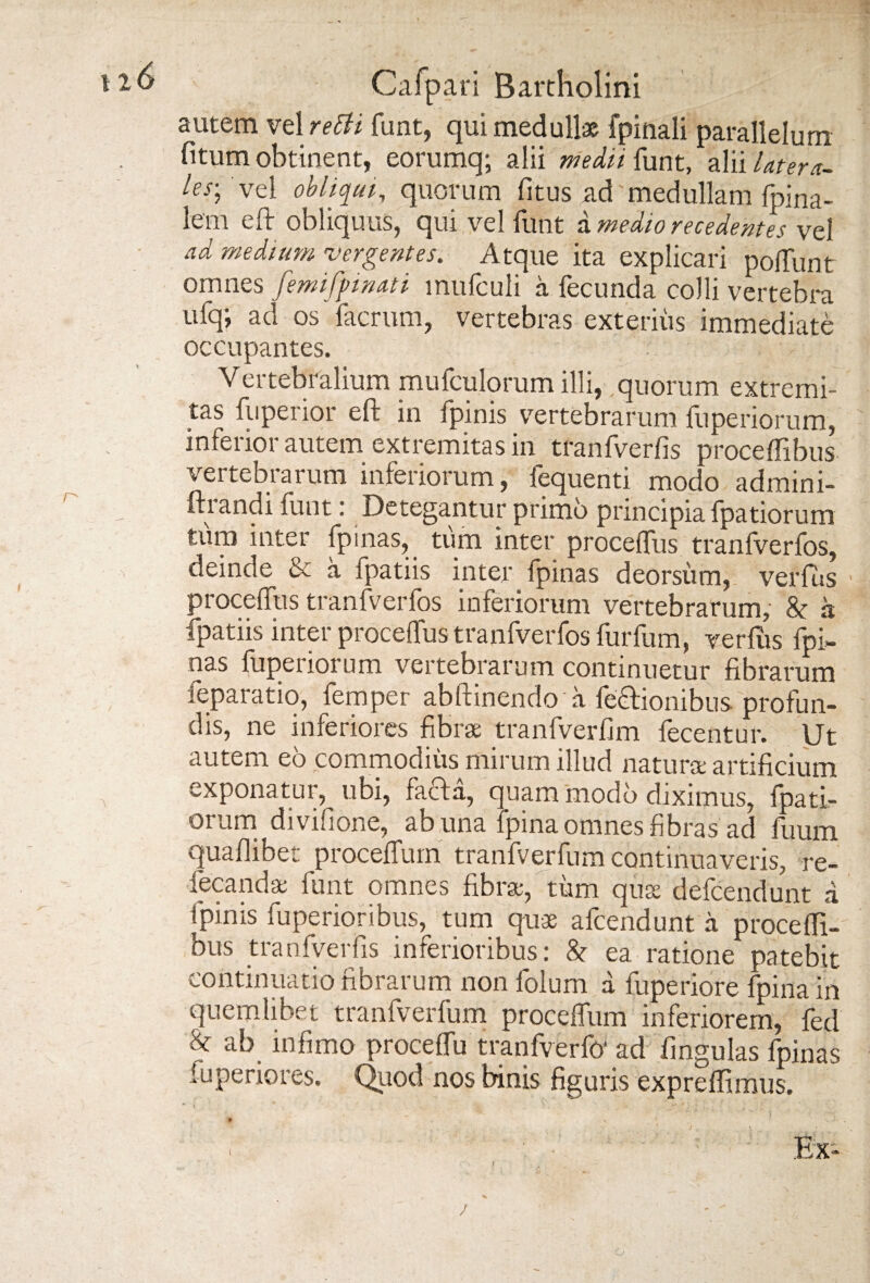 autem vel retti funt, qui medullae fpinali parallelum fitum obtinent, eorumq; alii medii funt, alii later a- les\ vel obliqui, quorum litus ad medullam fpina- lem eft obliquus, qui vel funt a medio recedentes vel ad medium vergentes. Atque ita explicari polTunt omnes femifptmti mufculi a fecunda colli vertebra ufq; ad os facrum, vertebras exterius immediate occupantes. Vertebralium mufculorum illi, quorum extremi¬ tas fuperior eft in ipinis vertebrarum fuperiorum, inferior autem extremitas in tranfverfis proceffibus vertebrarum inferiorum, fequenti modo admini- ftiandi funt: Detegantur primo principia lpatiorum tura inter fpinas, tura inter procelfus tranfverfos, deinde & a fpatiis inter fpinas deorsum, verius procelfus tranfverfos inferiorum vertebrarum, & a fpatiis inter proceflus tranfverfos furfum, verius fpi¬ nas fuperiorum vertebrarum continuetur fibrarum feparatio, femper abftinendo a fe6fionibus profun¬ dis, ne inferiores fibrae tranfverfim fecentur. Ut autem eo commodius mirum illud naturae artificium exponatur, ubi, facta, quam modo diximus, fpati¬ orum divifione, ab una fpina omnes fibras ad fuum quafiibet procelfum tranfverfnm continuaveris, re- fecandae funt omnes fibrae, tum qua defcendunt a Ipinis fuperioribus, tum quae afcendunt a procelfi- bus tranfverfis inferioribus: & ea ratione patebit continuatio fibrarum non folum a luperiore fpina in quemlibet tranfverfum procelfum inferiorem, fed & ab infimo procelfu tranfverfo' ad lingulas fpinas iuperiores. Quod nos binis figuris expreffimus.