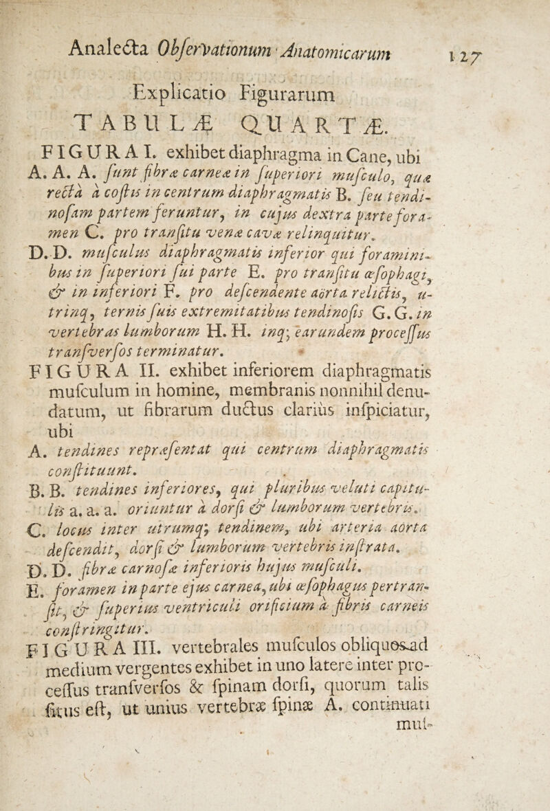 Explicatio Figurarum TABUL.4 Q.U A R Tl. • . ‘ ■ . f ■ . , , . FIGURA I. exhibet diaphragma in Cane, ubi A. A. A. funt fibra carnea in fuperiori mufculo, qu<e recta a cofiis in centrum diaphragmatis B. Ceu tendi~ nofam partem feruntur, in cujus dextra parte fora¬ men C. pro trqnfitu veru cava: relinquitur, D. D. mufculus diaphragmatis inferior qui foramini¬ bus in fuperiori fui parte E. pro tranfitu afophagi. cF in inferiori F, pro defcendente adrta reliffu, u- trinq, ternis fuis extremitatibus tendinofis G.G.in vertebras lumborum H. H. inq\ ear undem proce (Tus tranfverfos terminatur. FIGURA II. exhibet inferiorem diaphragmatis mufculum in homine, membranis nonnihil denu¬ datum, ut fibrarum duclus clarius infpiciatur, ubi A. tendines reprafentat qui centrum diaphragmatis confutuunt. B. B. tendines inferiores, qui pluribus veluti capitu¬ lis a. a. a. oriuntur a dor fi & lumborum vertebris. C. locus inter utrumqg? tendinemubi arteria aorta defcendit, dorfi& lumborum vertebris in f rata. . D» D. fibra carnofa inferioris hujus mufcuh. E. foramen in parte ejus carnea,ubi cefophagus pertran- flt,& fupenm ventriculi orificium d fibris carneis confringitur. FI G URA III. vertebrales mufculos obliquosad medium vergentes exhibet in uno latere inter pro- ceffus tranfverfos 8c fpinam dorfi, quorum talis fitus eft, ut unius vertebrae fpinse A. continuati mul» i ly \