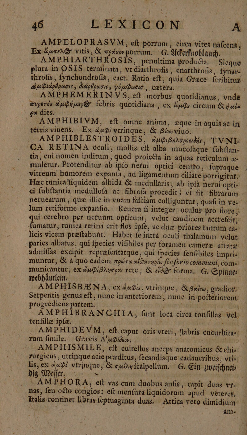 —- - Ec —— MEOHUNEN 7 A AMPELOPRASVM, eft porrum, circa vites nafcens , Ex ἄμπελί(δ' vitis, G προίσον porrum. ΟἹ, 9fcferfnoblaudy. . AMPHIARTHROSIS, penultima producta, Sicque plura in OSIS terminata, vt diarthrofis , enarthrofis,. fynar- throfis, fynchondrofis, caet. Ratio eft, quia Grece. ícribitug. aij QipÜougis , διδρθρωσις, yo Que, cetera. | AMPHEMERIN VS, eft morbus quotidianus, vnde . φυρετὸς ép Quo febris quotidiana , ex Zu@ circum Gg μεέε | dies. ? 3 AMPHIBIVM, eft ömne anima, zque in aquis ac in téiris vinens. Ex da! vtrinque, &amp; viuo. - ! AMPHIBLESTROIDES, «AQuByAsoondgs , TVNI- CA RETINA oculi, mollis eft alba mucofäque fübftan- tia, cui nomen inditum , quod proiecta in aquas reticulum α- ‚mulerur. Proténditur ab ipío nerui optici centto, fupraque vitreum humorem expanfa, ad ligamentum ciliare porrigitur. Hzc rünicaffiquidem albida &amp; medulläris, ab ipfä nerui opti- ci fubftantia medullofa ac fibrofa procedit? vt fir Abrarum - neruearum , quz illie in vnam fafeiam colliguntur, quafi in ver’ lum retiforme expanfio. Reuera fi integer. oculus pro flore ‚' qui cerebro per neruum opticum, velut caudicem accrefeit, fumatur, tünica retina erit flos ipfe, ac du priores tántüm ἐᾷ... licis vicem praftabunt. Habet fe intra oculi thalamum velut paries albatus, qui fpecies vifibiles per foramen camerz atráte admiffas excipit reprafentatque, qui fpecies fenfibiles impri: muntur, δὲ ἃ quo eadem πρώξω «iy role fenforio communi, comes municantur, ex «juifs oor ete; &amp; eidgr forma, G. Spinne webhäutlein. — pesca ed pt AMPHISBJENA, ex ZaQis, vtrinque &amp; βάψω, gradior. Serpentis genus eft, nune in anteriorem , runc in: pofteriorem: progredienspartem, —— — h 1 su SEA AMPHIBRANCHIA, funt loca circa tonfillas vel. tenfille ip /——— | ' πε a usi d ΟΠ AMPHIDEVM , eft caput oris vteri, labris eucurbitás: rum fimile. Grecis A^ uidsov, EU. > ac AMPHISMILE, eft cultellus anceps anatomieus &amp; chis rurgicus , utrinque acie preditus, fecandisque cadaueribus, vti«;- lis, ex à: vtrinque, ὃς ouiyfealpellum, G. Ein sweifchnei: big Mefler. > = | yos | | | ^ AMPHORA, eft vas cum duobus anfıs, capit duas vr. nas, feu octo congios: eft menfura liquidorum apud veteres, Italis continet libras (eptuaginta duas. — Attica vero dimidium. a ; ánme