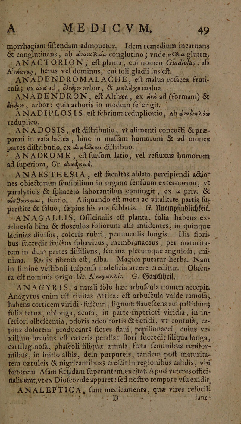 τω ^ morrhagiam fiftendam admouetur. Idem remedium i incarnans Oe conglutinans ‚ab ἀνακοδιάω cónglutino ; vnde. κόλλα gluten. ^ ANACTORION; eft planta , cui nomen Gladiolus ; ab Αὐάκτωρ, herus vel dominus, cui foli gladiiiuseft. . ANADENDROMALACHE, eft malua rofäcen. frui- cofaj ex ava Lad, δένδρον arbor, &amp; μαλάχη malua, ANADENDR ON, eft Althza , ex aW ad (formam) ı &amp; dio, arbor: quia arboris in moduih fe erigit. ὦ ANADIPL 05 IS εἰ Febriumreduplicatio, ab ἀναδιπλόω reduplico. lien ANADOSIS, eft dift ibutio, vt alimenti conco&amp;ti &amp;pra- . parati in vafa laétea , binc in maffam humorum &amp; ad omnes pires diftributio, ex AXIS diftribuo. ANADROME , cft(ur(um latio, vel refluxus humorum ad fuperiora, Gr. avadoouı). ^ ANAESTHESIA , eft facultas ablata. percipiendi acuo-* ‚ nes obie&amp;torum fenfibilium in organo fenfuum externorum, vt | paralyticis &amp; fphacelo laborantibus contingit , ex « priv. &amp; - wisdavomar, fentio, / Aliquando eft motu ac vitalitate partis fu perte &amp; faluo, fzpius his vna füblatis, Ὁ, Unemnpfindlichkeit, ^ANAGALLIS, Officinalis eft planta, folia habens ex- aduerfo bina &amp; flosculos foliorum alis infidentes, in quinque lacinias diuifos, coloris rubri , pedunculis longis.. His flori- bus fuccedit fructus fpharicus membranaceus, per maturita- ‚tem in duas partes ditfiliens, iiu: plerumque angulofa, mi- nima. Radix fibrofa eft, alba. Magica putatur herba. Nam in limine veftibuli fufpenfa maleficia arcere creditur. | Obfcu- xa eft nominis origo. Gr. A'vey&amp;xMs. G. Gauchheil. ANAGYRIS, a natali folo hec arbufeula nomen accepit. Amore enim eft ciuitas Attica: eft arbufeula valde ramofa, . abens corticem viridi - fufcum lignum flauefcens aut pallidum; folia terna, oblonga, acuta, in parte: fuperiori viridia, in in- ferioti albefeentia, odoris adeo fortis &amp;t fetidi, vt contufa, ca=. ΟΡ τς dolorem: producánt! flores flaui , papilionacei , cuius ve: xillum breuius eft ceteris petalis: flori füccedit filtqua longa, . eartilaginofa, yhafeoli filique zmula, feta. feminibus renifor- ‚mibus, in initio albis, dein purpureis, tándem poft maturita ὦ tém ezruleis &amp; nigricantibus creftitin regionibus calidis, vbi fetorem Afüm foetidam fuperantem,excitat. Apud veteres offici- nalis erat,vt ex Dioftoride apparet: fed noftro tempore víü exidit, . ANALEPTIC Ar funt jedicámenta, quz vires x (5M - ‚lang: e i