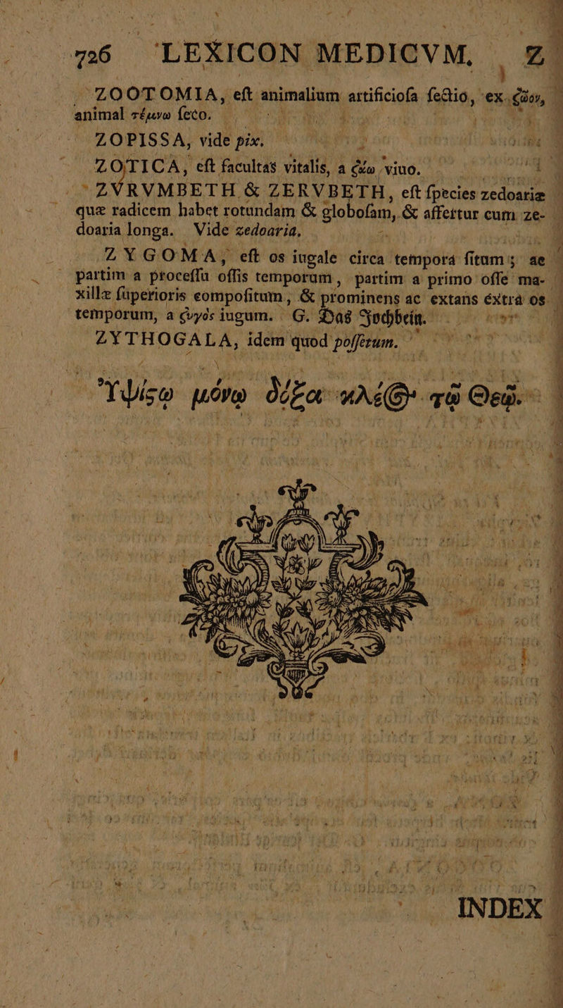 736 LEXICON MEDICVM, animal τέμνω feco. ΓΝ εἰ gi NUR o, μευ δ ΝΉΦΩΝ OTICA, eft facultas vitalis, a Co. viuo. MA MAE &amp; ZERVBETH, eft fpecies zedoarie ἢ doaria longa. Vide zedoaria, ZXGOMA, eft os iugale circa tempora fitum ; πο xillz füperioris eompofi tum, &amp; prominens ac extans extra d temporum, a gvyos jugum. . &amp; Das Jochbein. Aer idem Ades) pofferum. ? Te μόνῳ Ms Qr τῷ ; Oei. (5 dit s e ee SERO uw Ms * E. + *