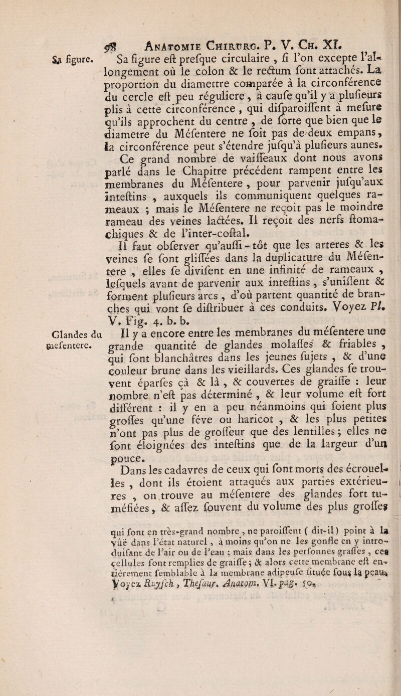 $$ figure. Sa figure eft prefque circulaire , fi Ton excepte Fai* longement où le colon & le re&um font attachés. La proportion du diamettre comparée à la circonférence du cercle eft peu régulière , à caufe qu’il y a plufieurs piisà cette circonférence , qui difparoiiïènt à mefure qu’ils approchent du centre , de forte que bien que le diamètre du Méfentere ne foit pas de deux empans, ia circonférence peut s’étendre jufqu’à plufieurs aunes. Ce grand nombre de vailfeaux dont nous avons parlé dans le Chapitre précédent rampent entre les membranes du Méfentere , pour parvenir jufqu’aux inteftins , auxquels ils communiquent quelques ra¬ meaux ; mais le Méfentere ne reçoit pas le moindre rameau des veines laétées. Il reçoit des nerfs ftoma- chiques & de l’inter-coftal. Il faut obferver qu’aufti-tôt que les arteres & les veines fe font gliftées dans la duplicature du Mefen- tere , elles fe divifent en une infinité de rameaux , lefquels avant de parvenir aux inteftins, s’unifient 8c forment plufieurs arcs , d’où partent quantité de bran¬ ches qui vont fe diftribuer à ces conduits. Voyez. PL V. Fig. 4. b. b. Glandes du II y a encore entre les membranes du méfentere une ïuefemere. grande quantité de glandes molafîes & friables , qui font blanchâtres dans les jeunes fujets , & d’une couleur brune dans les vieillards. Ces glandes fe trou¬ vent éparfes çà & là , & couvertes de graiffe : leur nombre n’eft pas déterminé , & leur volume eft fort différent : il y en a peu néanmoins qui foient plus groffes qu’une fève ou haricot , & les plus petites n’ont pas plus de groffeur que des lentilles ; elles ne font éloignées des inteftins que de la largeur d’un pouce. Dans les cadavres de ceux qui font morts des écrouel¬ les , dont ils étoient attaqués aux parties extérieu¬ res , on trouve au méfentere des glandes fort tu¬ méfiées , & a fiez. Couvent du volume des plus groffe* qui font en très-grand nombre , ne paroiffent ( dit-il) point à la vue dans l'état naturel , à moins qu'on ne les gonfle en y intro- duifant de l'air ou de l'eau ; mais dans les perfonnes grades , cea çellules font remplies de graiffe; 3c alors cette membrane elt en-* tiérement fetnblable à la membrane adipeufe fituée iciu$ lâ peau%, Voyez Ruyfck , Thefau?. Ajmom. YI*pfs* J