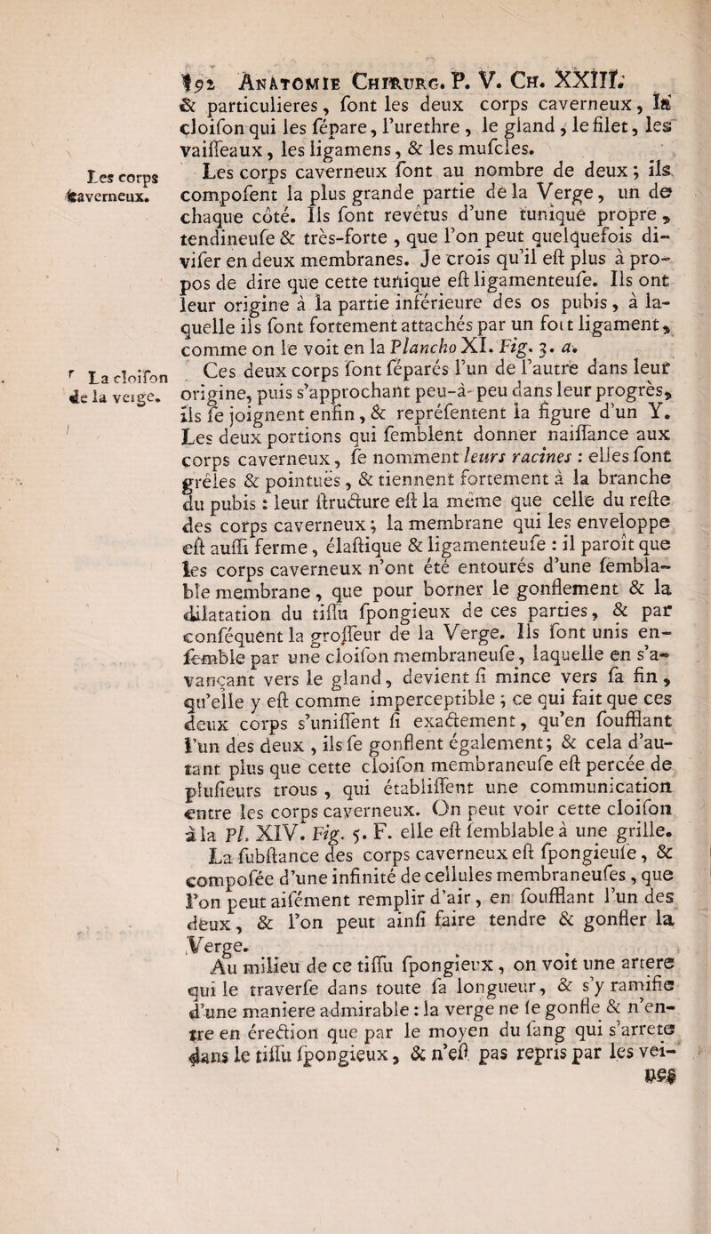 Les corps Caverneux. r La cloifon 4e la veige. / 'Î91 Anatomie Chirurg. P. V. Ch. XXIIÏ; éc particulières, font les deux corps caverneux, ïft doifon qui les fépare, Furethre , le gland, le filet, les vaifleaux, les ligamens, & les mufcies. Les corps caverneux font au nombre de deux ; ils compofent la plus grande partie delà Verge, un de chaque côté. Iis font revêtus d’une tunique propre » tendineufe& très-forte , que l’on peut quelquefois di- vifer en deux membranes. Je crois qu’il eft plus à pro¬ pos de dire que cette tunique eft ligamenteufe. Ils ont leur origine à la partie inférieure des os pubis, à la¬ quelle iis font fortement attachés par un foi t ligament, comme on le voit en la Plancho XI. Fig. 3. a. Ces deux corps font féparés Fun de l’autre dans leuf origine, puis s’approchant peu-à peu dans leur progrès, ils fe joignent enfin, & repréfentent la figure d’un Y. Les deux portions qui femblent donner naiffance aux corps caverneux, fe nomment leurs racines : elles font grêles & pointues, & tiennent fortement à la branche du pubis : leur ftrudure eft la même que celle du refte des corps caverneux ; la membrane qui les enveloppe eft aufli ferme, élaftique & ligamenteufe : il paroît que les corps caverneux n’ont été entourés d’une fembla- ble membrane, que pour borner le gonflement & la dilatation du tiflu fpongieux de ces parties, & par conféquent la grofîeur de la Verge. Ils font unis en- femble par une cloifon membraneufe, laquelle en s’a¬ vançant vers le gland, devient fi mince vers fa fin, qu’elle y eft comme imperceptible ; ce qui fait que ces deux corps s’unifient fi exadement, qu’en fouffiant l’un des deux , ils fe gonflent également; & cela d’au¬ tant plus que cette cloifon membraneufe eft percée de piufîeurs trous , qui établiffent une communication entre les corps caverneux. On peut voir cette cloifon à la PL XIV. Fig. 5. F. elle eft femblableà une grille. La fubftance des corps caverneux eft fpongieufe, & compofée d’une infinité de cellules membraneufes, que l’on peutaifément remplir d’air, en fouffiant Fun des deux, & l’on peut ainfi faire tendre & gonfler la Verge. Au milieu de ce tiflu fpongieux, on voit une artere qui le traverfe dans toute fa longueur, & s’y ramifie dune maniéré admirable : la verge ne fe gonfle & n’en¬ tre en éreéfion que par le moyen du lang qui s arrêts 4ans le tiflu fpongieux, & n’eft pas repris par les vei-