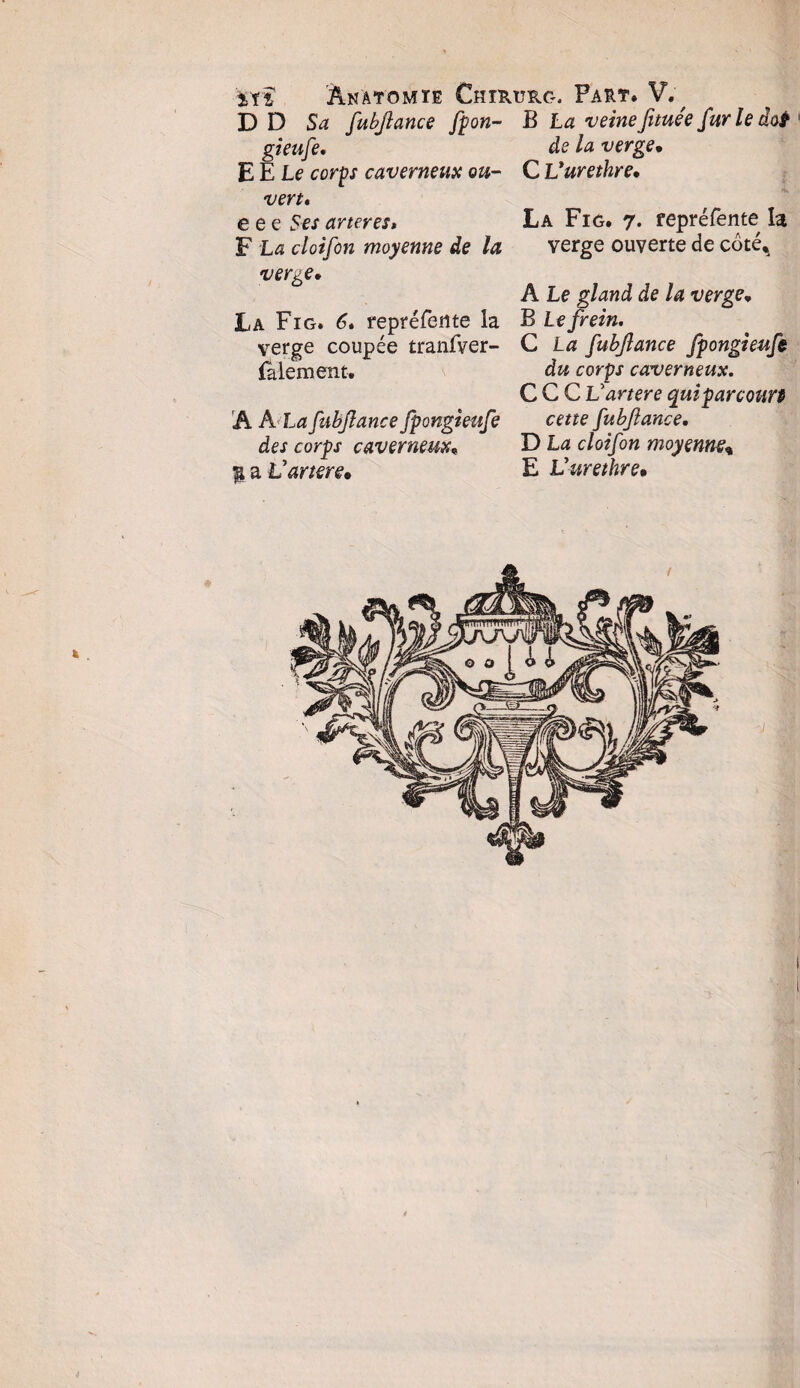 ïïï Anatomie Chirurg. Part. V.^ D D Sa fubjlance fpon- B La veinefituéefurieâoi gieufe, de la verge• E E Le corps caverneux ou- C Vurethre• vert. e e e 5'e.f arteres» F La cloîfon moyenne de la verge. La Fig. 6. représente la verge coupée tranfver- Salement. 'A A La fubjlance fpongieufe des corps caverneux« % a V artere* La Fig. 7. repréfente la verge ouverte de côté, A Le gland de la verge„ B Le frein, C Læ fubjlance fpongieufe du corps caverneux, CGC Vartere quiparcoun cette fubjlance, D La cloifon moyenne% E Vurethre•