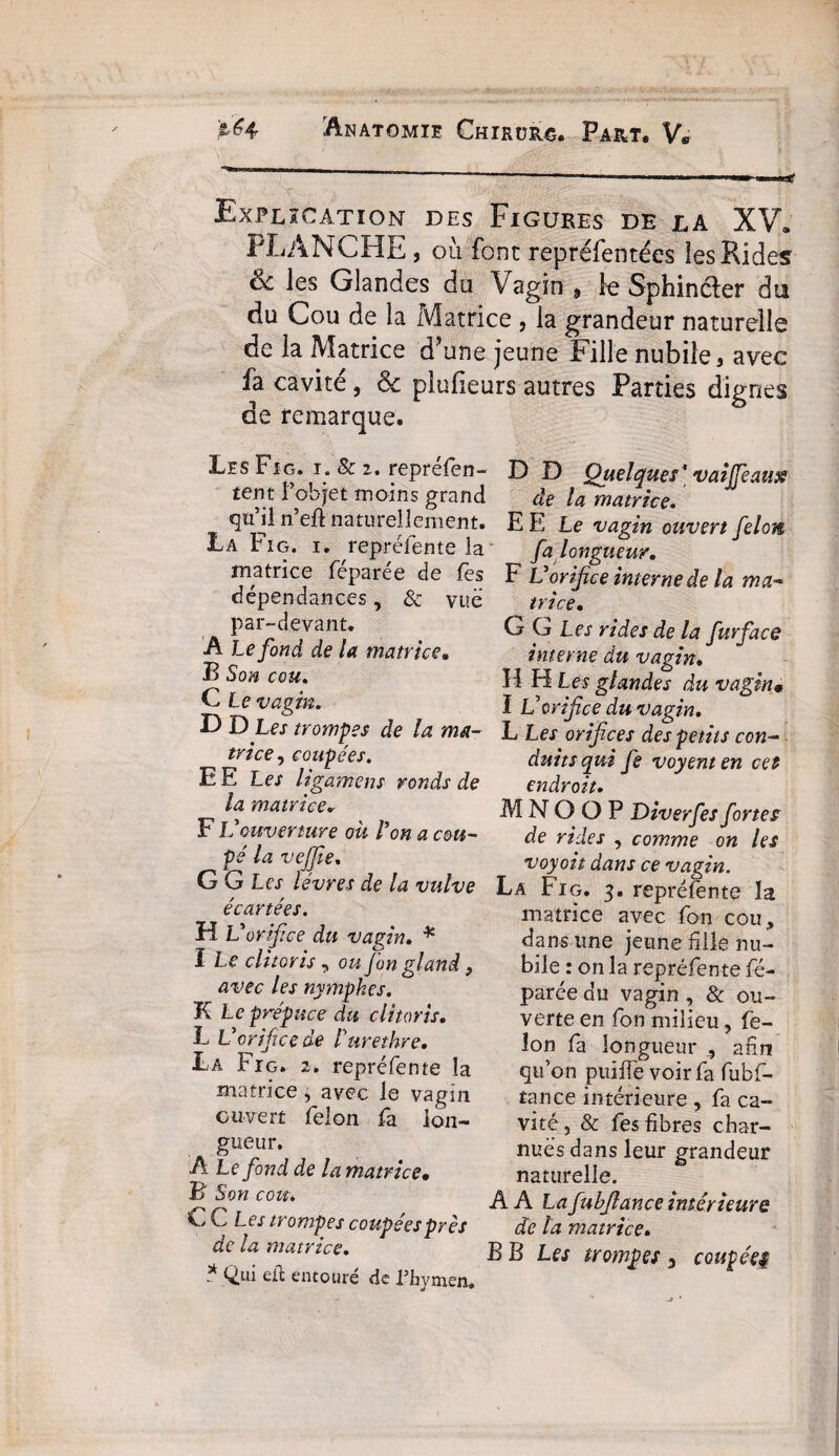 ]lé4 &NATQMIE ChIRUHC. Pa&T. V« X . ■ ), • -!?h T.*.:V•■•.VïÇ//*- v • :• Explication des Figures de la XV. PLANCHE, où font repréfentécs les Rides Le les Glandes du Vagin 9 le Sphincter du du Cou de la Matrice , la grandeur naturelle de la Matrice d une jeune Fille nubile 9 avec fa cavité, & pluheurs autres Parties dignes de remarque. Les Fig. i. & 2. reprefèn- D D Quelques'vaifficaux tent l’objet moins grand de la matrice. «juji n eü. naturellement. EE Le vagin ouvert fielots La Fig. i. repréfente la fa longueur. matrice feparee de les F Uorifice interne de la ma* dépendances, & vue trice. par-devant. A Le fond de la matrice. B Son cou. C l e vagin. JD Les trompes de la ma¬ trice , coupées. E E Les ligamens ronds de la matrice* FF 'ouverture ou l'on a cou¬ pé la veffïe. G G Les lèvres de la vulve écartées. H L'orifice du vagin. * ï Le clitoris, ou fon gland, avec les nymphes. K Le prépuce du clitoris. L L'orifice de l'urethre. La Fig. 2. repréfente îa matrice 9 avec le vagin ouvert félon fa lon¬ gueur. A Le fond de la matrice• ï> Son cou. € C Les trompes coupées près de la matrice. * Qui eft entouré de l’hymen. G G Les rides de la fur face interne du vagin. HH Les glandes du vagin• I L’orifice du vagin. L Les orifices des petits con¬ duits qui fie voyent en cet endroit. M N O O P Diverfes fortes de rides , comme on les voyoit dans ce vagin. La Fig. 3. repréfente la matrice avec fon cou, dans une jeune fille nu¬ bile : on la repréfente fé- parée du vagin , 8c ou¬ verte en fon milieu, fé¬ lon fa longueur 9 afin qu’on puilfe voir fa fubf- tance intérieure , fa ca¬ vité , & fes fibres char¬ nues dans leur grandeur naturelle. A A Lafiuhfiance intérieure de la matrice.