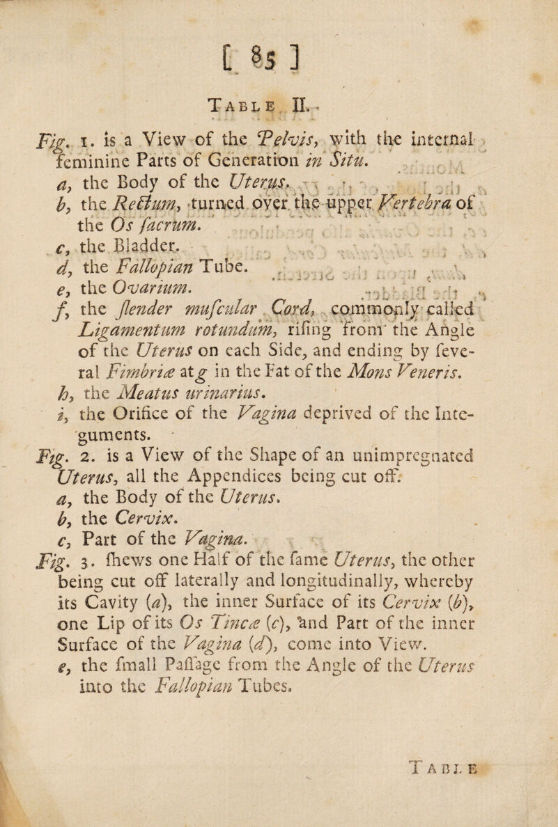Table II.- Fig. i. is a View of the Felvis, with the internal feminine Parts of Generation in Situ. v* ' x v *. a, the Body of the Uterus. . , b, the Re ft am, turned oyer, the upper Vertebra of the Os facrum. c, the Bladder. </, the Fallopian Tube. , f ^ e, the Ovarium. fy the Jlender mufcular Cord, commonly called Ligamentum rotundum, rifirig from' the Angle of the Uterus on each Side, and ending by feve- ral Fimbrire atg in the Fat of the Mons Veneris. the Meatus urinarms. ■ i, the Orifice of the Vagina deprived of the Inte¬ guments. - Ftg. 2. is a View of the Shape of an unimpregnated Uterus, all the Appendices being cut off. a7 the Body of the Uterus, b? the Cervix. c7 Part of the Vagina. Fig. 3. fhews one Half of the fame Uterus, the other being cut off laterally and longitudinally, whereby its Cavity (^), the inner Surface of its Cervix {b)7 one Lip of its Ci’ Tinc£ [c)7 and Part of the inner Surface of the Vagina (V), come into View, the fmall Paflage from the Angle of the Uterus into the Fallopian Tubes, T A b x. E