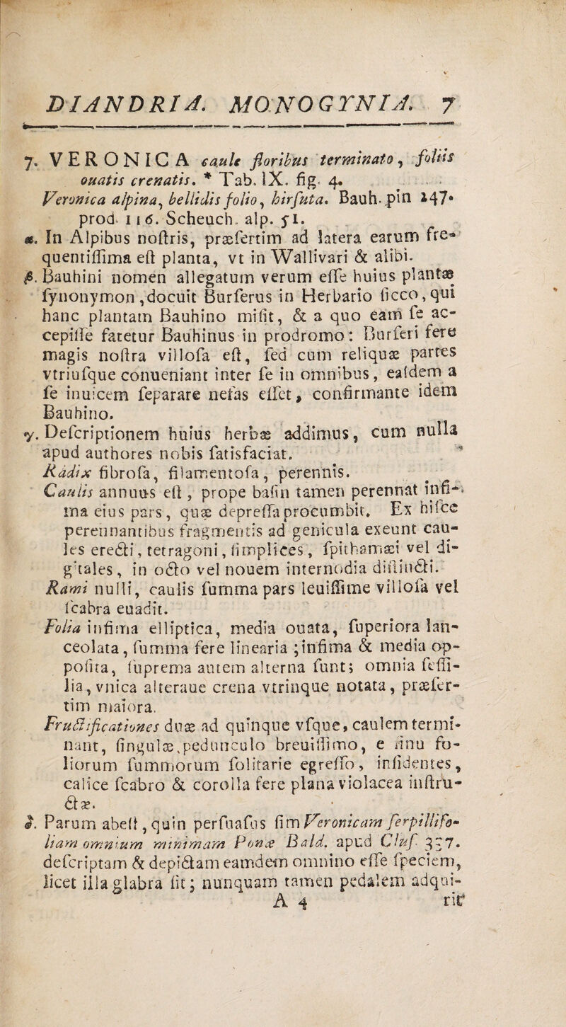 7. VERONICA caule floribus terminato, folta ouatìs crenatis. * Tab, IX. fig 4. Veronica alpina, beliidh folio, hirfuta. Bauhpin *47® proci 11 6. Scheucb alp. yi. ». In Aìpibus noftris, prasfertim ad latera earum fre* quentiffima eft pianta, vt in Waltivari & alibi. fi. Bauhini nomen allegatimi verum effe huius piànta fynonymon ,docuit Burferus in Herbario liceo, qui hanc piantana Bauhino mi lit, & a quo eam fe ac- cepitfe fatetur Bauhinus in prodromo : Burferi fere magis noftra viìlofa eli, ied cutn reliqux partes vtriufque conueniant inter fe in omnibus, ealdem a fe inuicem feparare nefas eifet, confirmante idem Baubino. y. Defcriptionem huius herbs addimus, cum nulla apud authores nobis fatisfaciat. Ràdix fìbrofa, fììamentofa, perennis. Cauìis annuu-s eli, prope balio tamen perennat infi-*, ma eius pars, qnx depreda procumbu* Ex hilce perennantibus fragmentis ad genicnìa exeunt cau- les eredi, tetragoni, fimplices, fpithamasi vel di-* g’tales, in odo vel nouem internodia dillindi. Rami nulli, cauiis fu m ma pars leuifftme v il loia vel fcabra euadit. Fobia infima elliptica, media ouata, fuperiora lan¬ ceolata, fiumma fere linearia ; infima & media op~ pofua, fuprema amerò alterna funtj omnia fdfì- lia, vnicà alterane crena vtrinque notata, pradcr- tim malora. Frufìificatìones duse ad qulnque vfque, caulem termi- nant, lingaite .peduncolo breuifiìmo, e lino fu- forum fummorurn folitarie egreffo, infìdentes, calice fcabro & corolla fere plana violacea inltrii- da?. i. Parum abelt, quin perfuafis hmVeronìcam ferpilìifa- li am omnium mìnirham Ponce Bald. apud Ciuf g c 7. deferiptam & depidam eamde-m cumino effe fpeciem, licet iilaglabra ile; nunquam tamen pedalem adqui- A 4 rie*