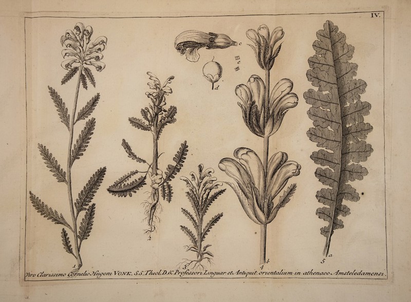 IV. Viro C/a/~tsstmo