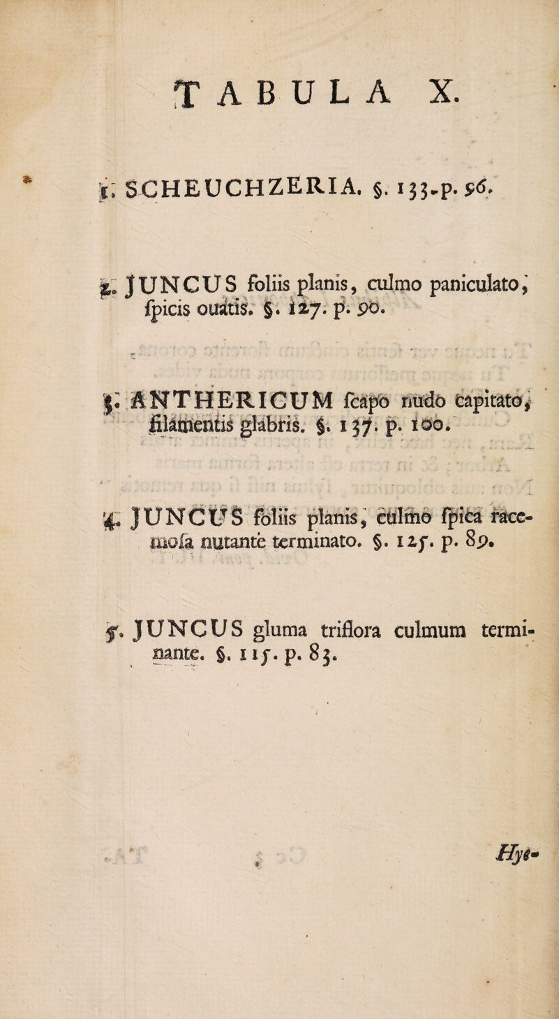 SCHEUCHZERIA. §. ijj-P. S<S. jt'. JUNCUS foliis planis, culmo paniculato, fpicis ouatis. §. 127. p. po. ANTHERICUM fcapo nudo capitato, filamentis glabris. §. 137. p. 100. •4. JUNCUS foliis planis, culmo fpica race, mola natante terminato. §. 1 if. p. 8p. f, JUNCUS gluma triflora culmum termi¬ nante. §. 1 ip. p. 8$. Hyi-