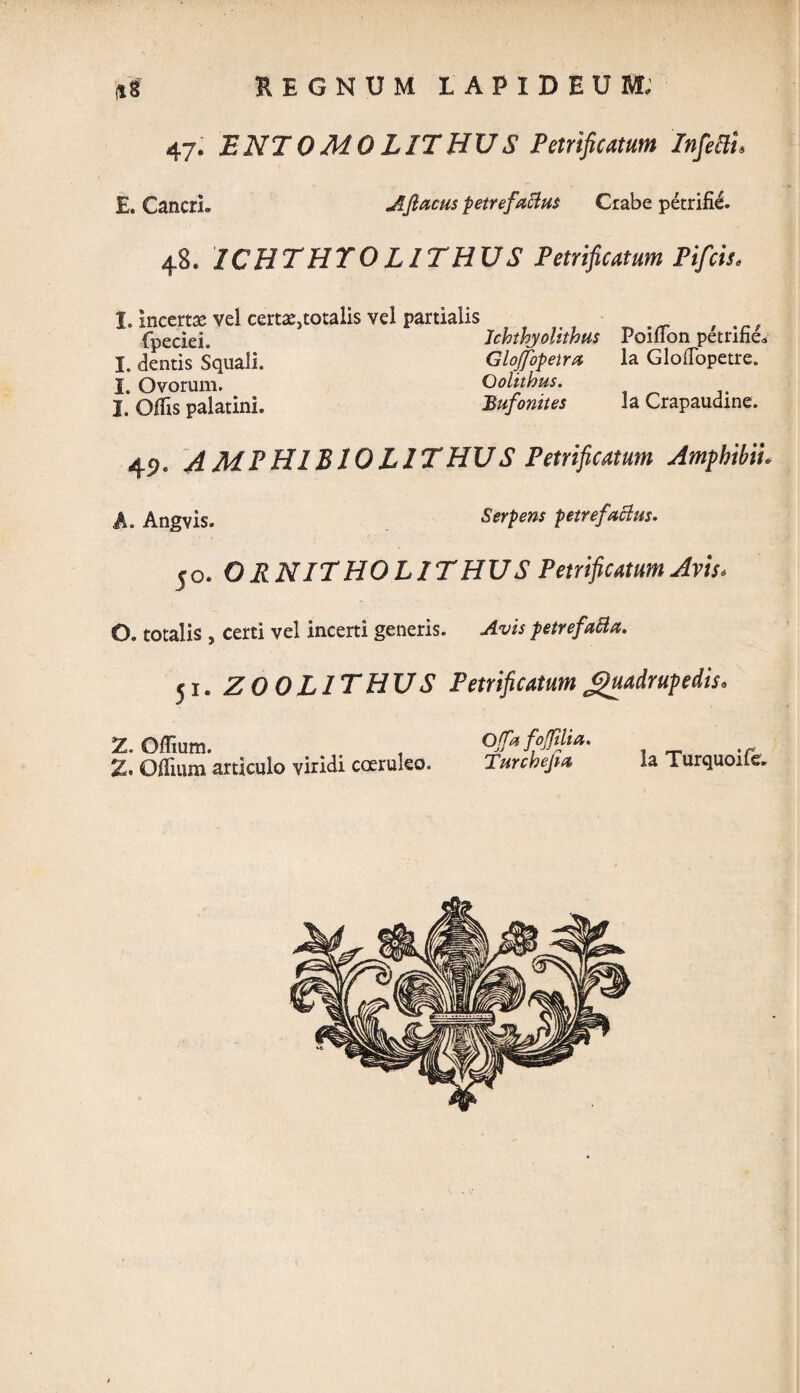 47. ENT0MO LITHUS Petrificatum 'Infefth E. CancrL Aftacus petrefattus Crabe petrifid. 48. ICHTHTOLITHUS Petrificatum Pifcis. I. incerta; vel certa^totalis vel partialis fpeciei. Jchthyohthus Poiiion petnfie* I. dentis Squali. GloJfopetra la Gloffiopetre. I. Ovorum. Oolithus. I. Offis palatini. Bufonites la Crapaudine. 49. AMPHIBIO LITHUS Petrificatum Amphibii A. Angvis. Serpens petrefactus. jo. OR NITHOL1 THUS Petrificatum Avis. O. totalis , certi vel incerti generis. Avis petref ztta. ji. ZOOLITHUS Petrificatum Quadrupedis. 2. Offium. Z. Offium articulo viridi coeruleo. Offa fojfilia. Turchefia la Turquoife,