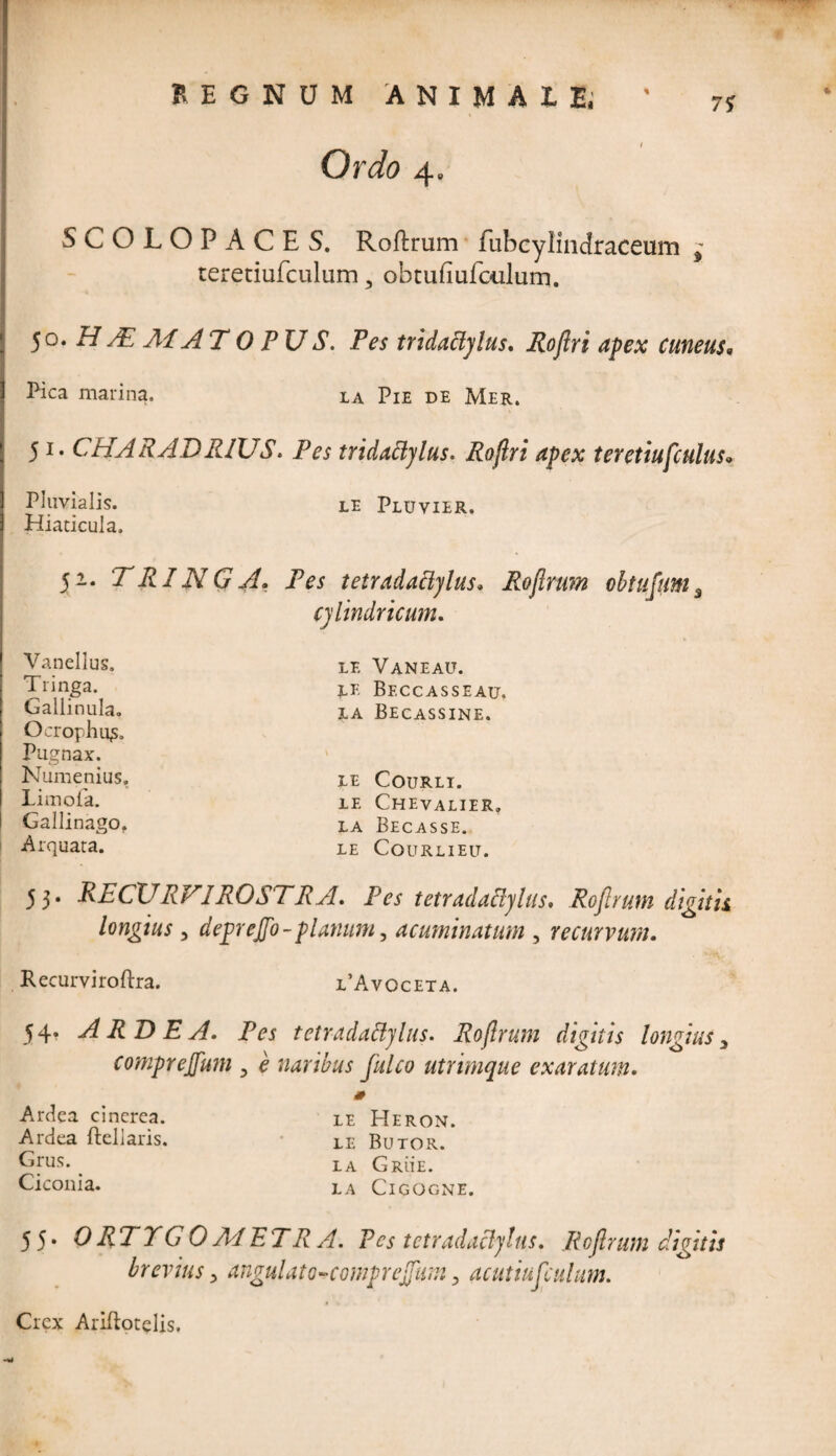 I Ordo 4. SCOLOPACES. Roftrum fubcylindraceum ; teretiufculum, obtufiufculum. 50. H TE AI A TOFUS. Pes tridaclylus. Roflri apex cuneus, Pica marina. la Pie de Mer. 51. CHARADRIUS. Pes tridadylus. Roflri apex teretiufculus* Pluvialis. le Pluvier. Hiadcula, 52. T RIN G A. Pes tetradaclylus. Roftrum obtufam3 cylindricum. Vanellus. Tringa. Gallinula. Ocrophu^, Pugnax. Numenius. Limofa. Gallinago. Arquata. le Vaneait. le Beccasseau. LA BECASSINE. LE COURLI. LE CHEVALIER. LA BECASSE. LE COURLIEIT. 53. RECURVI ROSTRA. Pes tetradallylus. Roftrum digitis longius, deprejfo - planum, acuminatum , recurvum. Kecurviroftra. l’Avoceta. 54. ARDEA. Pes tetradaclylus. Roftrum digitis longiusy comprejfum 5 e naribus fulco utrimque exaratum. Ardea cinerea. Ardea Bellaris. Grus. Ciconia. le Heron. le Butor. la Grue. LA ClGOGNE. 55* 0 RTTG 0 Ai ETR A. Pes tetradaclylus. Roftrum digitis brevius y angulato-comprejfumy acutiufculum. Crex Ariflotelis.