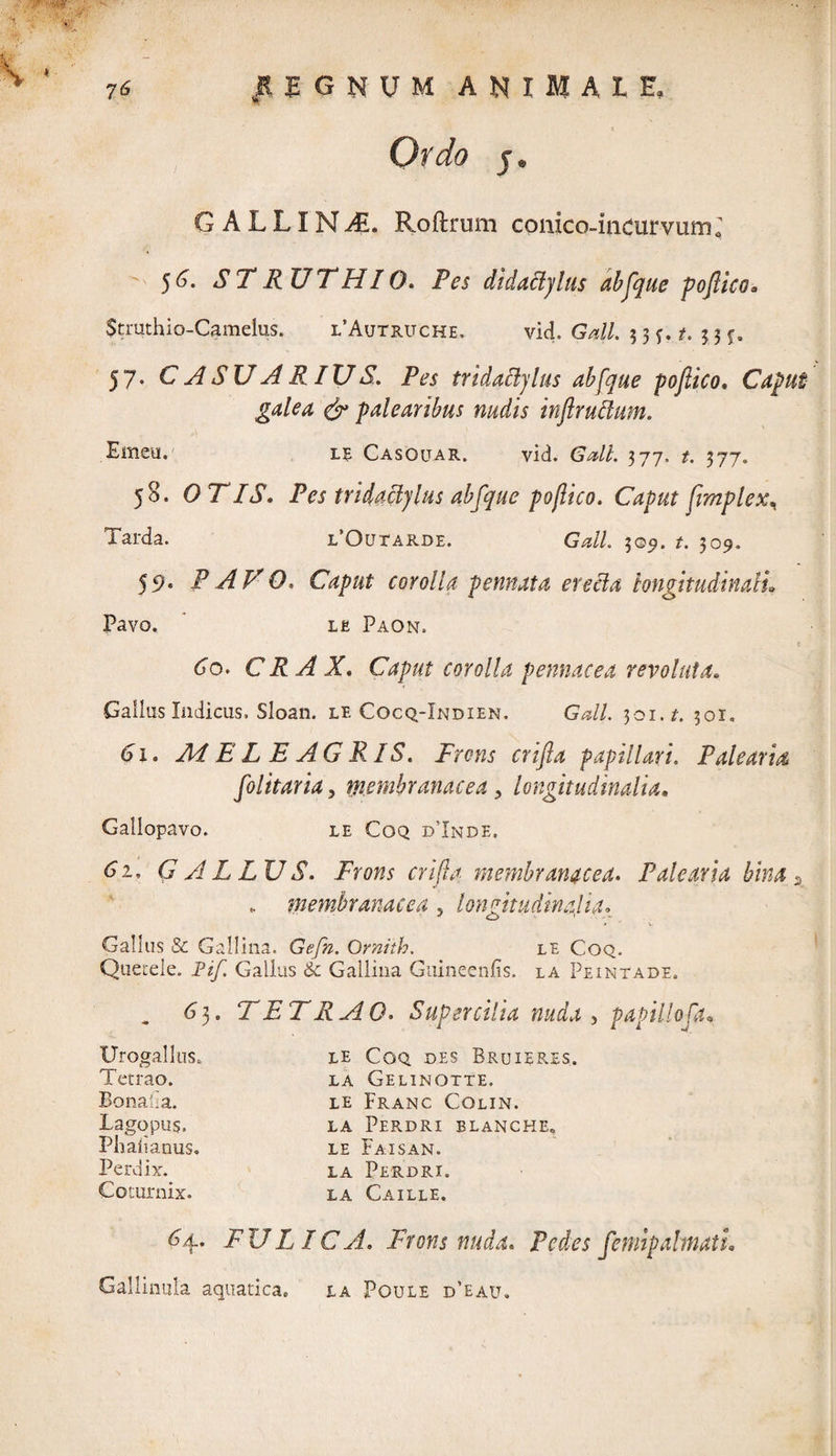 • ■ ./ \ fU G N U M ANIMALE, Ordo 5 * G A L LIN4L Roftrum conico-indurvum; 5S. STRUTH10. Pes didadylus abftque poftico. $truthio-Cameius. lAutruche, vid. 3 3 f. 5 3 f. 57. CASUARIUS. Pes tridadylus ab [que poftico. Caput galea & palearibus nudis in frudum. Emeti. le Casouar. vid. GW/. 377, /. 377. 58. OTIS. Pes tridadylus abftque poftico. Caput ftimplex, Tarda. i/Outarde. Gdl. 309, /. 309. 59. PAVO. Caput corolla pennata ereda longitudinali Pavo. L£ Paon, Co. CRAX. Caput corolla pennacea revoluta» •Gallus Indicus. Sloan. le Cocq-Xndien. Gdl. 301. c 301. 6 1. ypfELEAGR1S. Frons crifta papillari. Palearia folitaria, membranacea , longitudinalia. Gallopavo. le Coq d’Inde. Gi, GALLUS. Frons crifta membranacea. Palearia bina 5 'membranacea 5 longitudinalia. Gallus & Gallina. Gefh. Ornith. le Coq. Quetele. Pif. Gallus & Gallina Guineenfis. la Peintade. <53. TETRAO. Supercilia nuda , papillo (a* Urogallus. LE Coq des Bruieres. Tetrao. LA Gelinotte. Bonalia. LE Franc Colin. Lagqpus. LA Perdri BLANCHE, Phalianus. LE Faisan. Perdix. LA Perdri. Coturnix. LA Caille. 64. F i) LIC A, Frons nuda. Pedes fcntipahnati• Gallinula aquatica. la Poule d'eau.
