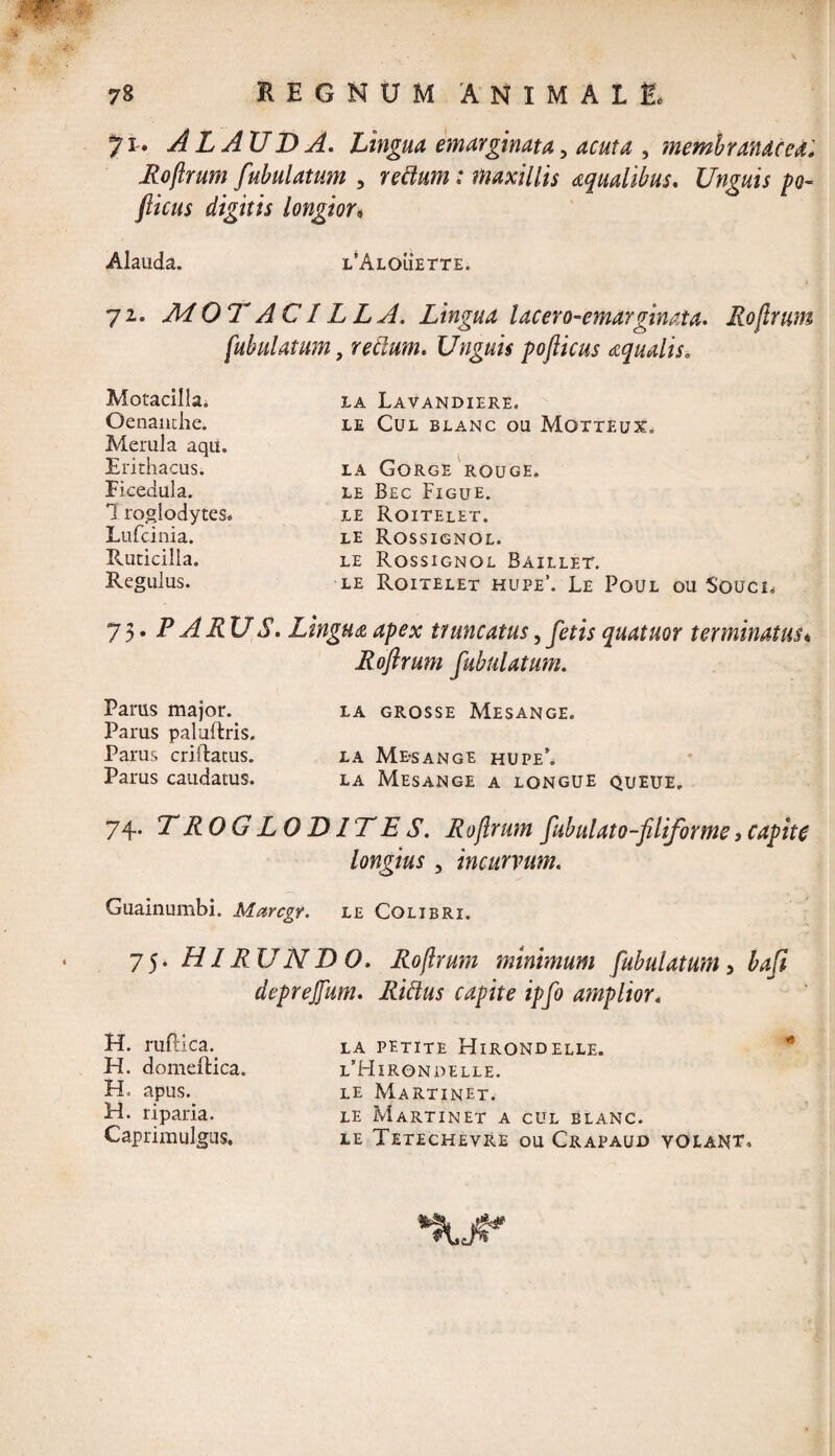 71* ALAUDA. Lingua emarginat a, , membranae edi Roflrum fululatum , ; maxillis aqualibus. Unguis po~ fiicus digitis longior* Alauda. i/Alouette. 72. 0 7AClLLA. Lingua lacero-emarginata. Roflrum [ululatum, retium. Unguis pofticus aqualis. LA LAVANDIERE. LE CUL BLANC OU MOTTEUX, la Gorge rouge. LE Bec FigUE. LE RoiTELET. LE ROSSIGNOL. le Rossignol Baillet. LE Roitelet hupe\ Le Poul ou Souci* 75. PARUS. Lingua apex truncatus, Jem quatuor terminatus* Roflrum fululatum. Parus major. la grosse Mesange. Parus paluftris, Parus criftatus. la Me-sange hupe’. Parus caudatus. la Mesange a lqngue queue, 74. TROGLODITES. Roflrum fululato-filiforme, capite longius , incurvum. Guainumbi. Marcgr. le Colibri. 75* HIRUNDO. Roflrum minimum fululatum 3 baft deprejfum. Rictus capite ipfo amplior. Motacilla. Oenanthe. Merula aqu. Erithacus. Ei cenula. 1 roglodytes* Lufcinia. Ruticilla. Regulus. H. ruftica. H. domeftica. H. apus. H. riparia. Caprimulgus. la petite Hirondelle. l’Hxrondelle. LE MaRTINET. LE MaRTINET A CUL BLANC. le Tetechevre ou Crapaud volant.