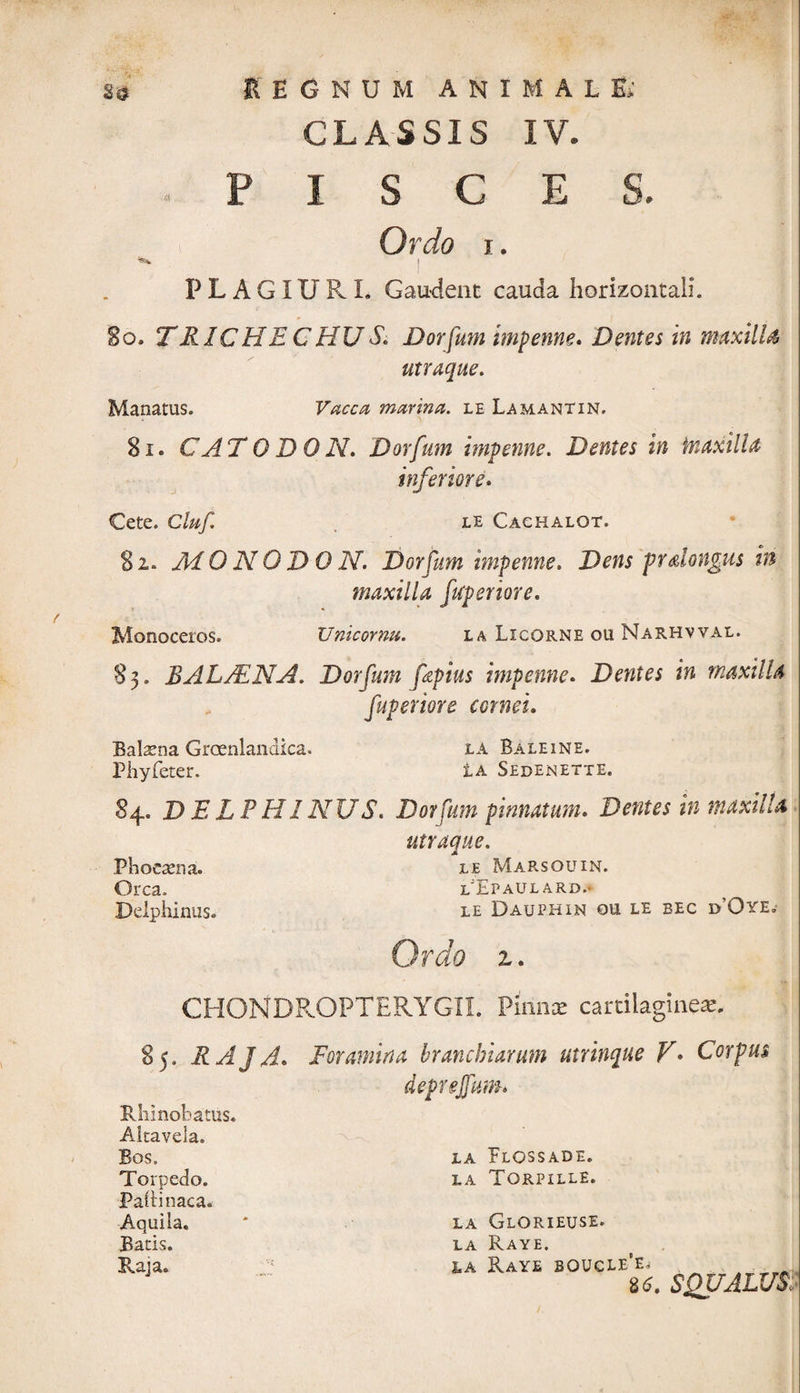 CLASSIS IV. «PISCES. Ordo i. I PLAGIURI. Gaudent cauda horizontali. 80. TRICHE CHU S. Dorfum impenne. Dentes in maxilU utraque. Manatus. Vacca marina, le Lamantin. 8i. C AT 0 D 0 N. Dorfum impenne. Dentes in fnaxilla inferiore. Cete. Cluf. le Cachalot. 81* MONODQN. Dorfum impenne. DtfWi prdongus in maxilla fuperiore. Monoceros. Unicornu. la Licorne ou Narhvval. 83. BALAENA. Dorfum fepius impenne. Dentes in maxilla fuperiore cornei» Balaena Groenlandica. Phyfeter. la Baleine. LA SEDENETTE. 84. DEL PHINUS. Dorfum pinnatum. Dentes in maxilla Phocen a. Orca. Delphinus. utraque. le Marsouin. lEpaulard.* le Dauphin ou le eec d'Oye.- Ordo z. CHONDROPTERYGII. Pinnae cartilagine*. 85. RAJA. Foramina branchiarum utrinque V. Corpus deprejfum. Rhinobatus, Altavela. Bos. LA Plossade. Torpedo. la Torpille. Pahinaca. Aquila, * la Glorieuse. Batis. la Raye. Raja, ■' la Raye boucle’e. 86. SQUALUS,