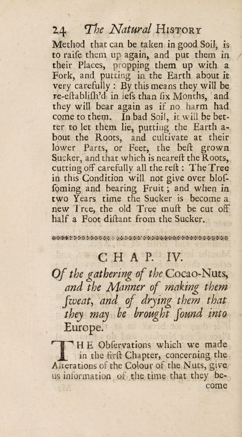 Method that can be taken in good Soil, is to raife them up again, and put them in their Places, propping them up with a Fork, and putting in the Earth about it very carefully : By this means they will be re-eftablifh’d in iefs than fix Months, and they will bear again as if no harm had come to them. In bad Soil, it will be bet¬ ter to let them lie, putting the Earth a- bout the Roots, and cultivate at their lower Parts, or Feet, the bell: grown Sucker, and that which is neareft the Roots, cutting off carefully all the reft : The Tree in this Condition will not give over blof- foming and bearing Fruit ; and when in two Years time the Sucker is become a new 1 ree, the old Tree muft be cut off half a Foot diftant from the Sucker. CHAP. IV. Of the gathering of the Cocao-Nuts, and the Manner of making them fweat, and of drying them that they may be brought found into Europe. TH E Obfervations which we made in the firft Chapter, concerning the Alterations of the Colour of the Nuts, give us information of the time that they be¬ come
