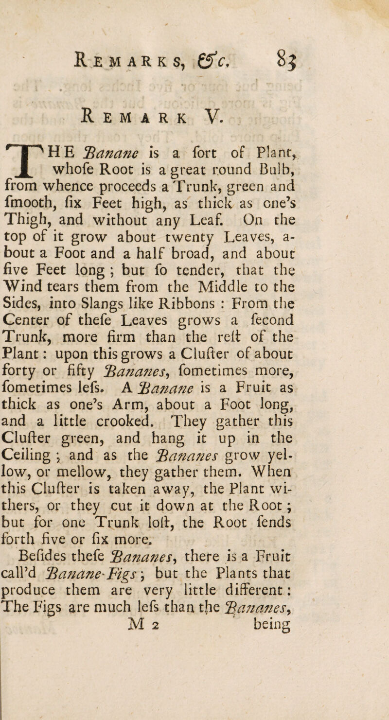Remark V. THE Banane is a fort of Plane, whofe Root is a great round Bulb, from whence proceeds a Trunk, green and fmooth, fix Feet high, as thick as one’s Thigh, and without any Leaf. On the top of it grow about twenty Leaves, a- bout a Foot and a half broad, and about five Feet long ; but fo tender, that the Wind tears them from the Middle to the Sides, into Slangs like Ribbons : From the Center of thefe Leaves grows a fécond Trunk, more firm than the reft of the Plant : upon this grows a Clufter of about forty or fifty Bana?ies, fometimes more, fometimes lefs. A Ba7iane is a Fruit as thick as one’s Arm, about a Foot long, and a little crooked. They gather this Clufter green, and hang it up in the Ceiling ; and as the Bananes grow yel¬ low, or mellow, they gather them. When this Clufter is taken away, the Plant wi¬ thers, or they cut it down at the Root ; but for one Trunk loft, the Root fends forth five or fix more. Befides thefe Ba?ianes, there is a Fruit call’d Banane'Figs ; but the Plants that produce them are very little different : The Figs are much lefs than the Bananes, M 2 being