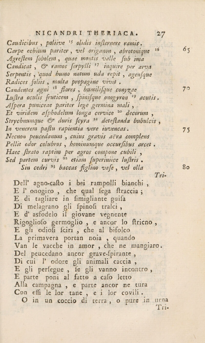 Caudicibus , poliive 15 olidis i nfler ner e ramis. Carpe echium pariter , vel origanon , abrotonique 16 Agreftem fobolem , montis valle fub ima Candicat , & ramos ferpylli 17 inquire per arva Serpentis , humo natum uda repit , agenfque Radices foliis , multa propagine vivit . Candentes agni 18 flores , humilifque conyzae Luflra oculis fruticem , fpmijque onogyron 19 acutis. Afper a puni ce ae pariter lege germina mali , Ei viridem afphodelum longa cervice 30 decorum , Strychnumque & duris fcyra 21 deteflanda bubulcis , In venerem paflu rapientia vere iuvencas. Necnon peucedanum , cwzW gravis aera complens Pellit odor colubros , hominumque occurfibus arcet . HtzeiT firato raptim per agros compone cubili , Sed partem curvis 33 fuperiniice lufiris · «SV0 cWiv ~3 baccas figlino vafe , vel olla Tri- Dell’ agno-cafto i bei rampolli bianchi , Ε Γ onogiro , che qual fega ilraccia ; E di tagliare in iìmigliante gaifa Di melagrano gli fpinofi tralci * E d’ asfodelo il giovane vegnente Rigogliofo germoglio , e ancor lo flricno 5 E gli odioii i'ciri , che al bifolco La primavera portan noia , quando Van le vacche in amor , che ne mangiare. Del peucedano ancor grave-fpirante , Di cui Γ odore gli animali caccia , E gli periegue , le gli vanno incontro , E parte poni al fatto a calo letto Alla campagna , e parte ancor ne tura Con effi le lor tane , e i lor covili . O in un coccio di terra , o pure in urna 1 π*