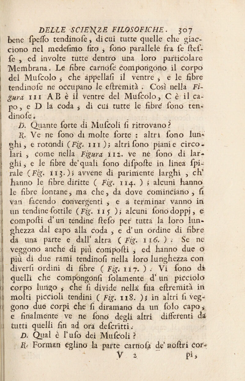 bene fpeffo tendinofe, di cui tutte quelle che giac¬ ciono nel medefimo fito , fono parallele fra fe ftef- fe , ed involte tutte dentro una loro particolare ! Membrana. Le fibre carnofe compongono il corpo ! del Mufcolo > che appellali il ventre , e le fibre ! tendinofe ne occupano le eflrremità . Così nella Fi¬ gura in AB è il ventre del Mufcolo, C è il ca¬ po , e D la coda , di cui tutte le fibre’ fono ten- i dinofe» D. Quante forte di Mufcoìi fi ritrovano? Ve ne fono di molte forte : altri fono lini* ! ghi, e rotondi ( Fig. ni); altri fono piani e circo, lari , come nella Figura il2. ve ne fono di lar- t '! I I il 1 f : ghi, e le fibre de'quali fono difpofte in linea fpi- raie ( Fig. 113O5 avvene di parimente larghi , eh hanno le fibre diritte ( Fig. 114. ) > alcuni hanno le fibre lontane, ma che, da dove cominciano , fi van facendo convergenti , e a terminar vanno in un tendine fiottile ( Fig. 11 5 ) ÿ alcuni fono doppj, e compofii d1 uri tendine flefo per tutta la loro lun- ghezza dal capo alla coda , e d’un ordine di fibre da una parte e dall’altra ( Fig. 116. ) ; Se ne veggono anche di più compofti , ed hanno due o più di due rami tendinofi nella loro lunghezza con diverfi órdini di fibre ( Figi 117. ) «- Vi fono di quelli che compongonfi folamente d’un picciolo corpo lungo , che fi divide nella fua eftremità in molti piccioli tendini ( Fig. 118. in altri fi veg¬ gono due corpi che fi diramano da un folo capo* e finalmente ve ne fono degli altri differenti cb tutti quelli fin ad ora deferitti. Di Qual è l’ufo dei Mufcoli ? W Forman eglino la parte carnofa de noftri Cor- V te