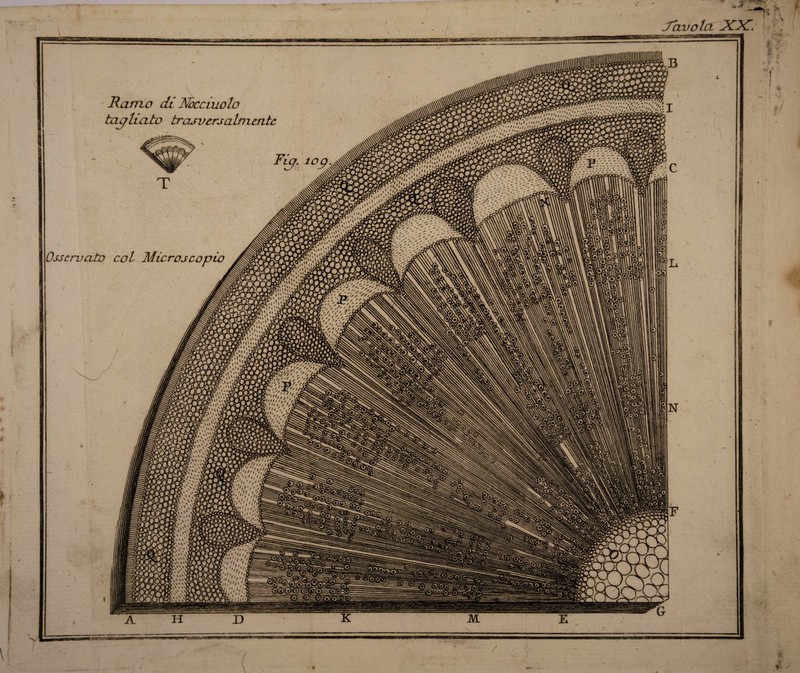 ** *** .Tavola JCTC. / Ramo di Nòcciuolo tagliato trasversalmente Osservato col Microscopio ■091 KO