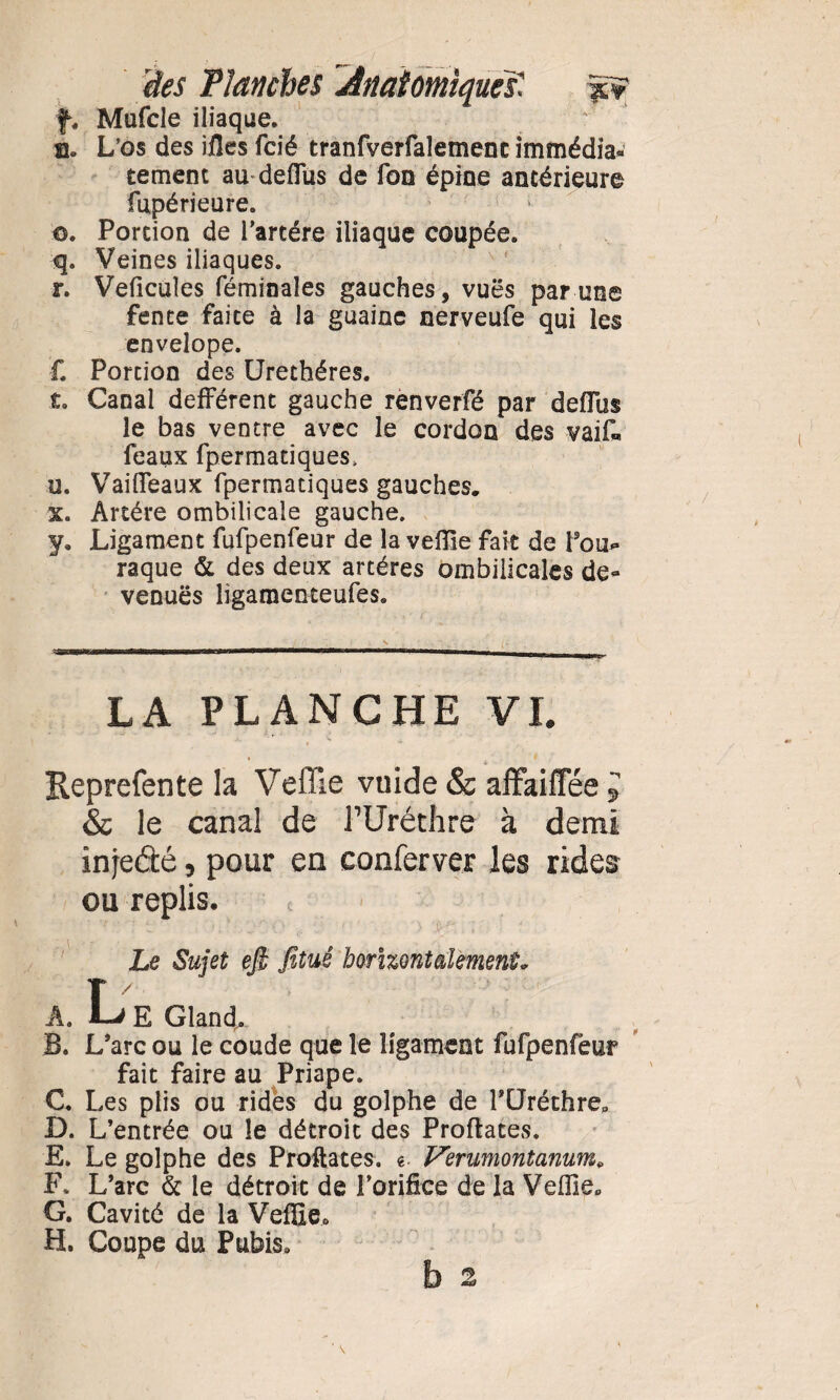 des Flanches ÂnaîomiqueY. f« Mufcle iliaque, s. L’os des ifles fcié tranfverfalemenc immédia¬ tement au deiïüs de Ton épine antérieure fupérieure. o. Portion de Tartére iliaque coupée. q. Veines iliaques. r. Veficules féminaîes gauches, vues par une fente faite à la guainc nerveufe qui les envelope. £ Portion des Urethéres. t. Canal defférent gauche renverfé par deflus le bas ventre avec le cordon des vaif™ féaux fpermatiques, u. VailTeaux fpermatiques gauches. x. Artère ombilicale gauche. y. Ligament fufpenfeur de la veffie fait de fou» raque & des deux artères ombilicales de» venues ligamenteufes. LA PLANCHE VI. , * Reprefente la Veffie vuide & affaiflee 5 & le canal de PUréthre à demi injeété, pour en conferver les rides ou replis. t ' 'r ' ! ' ■ . ' .. O ,, ) 'JV'- » ' • Le Sujet ejl fitué horizontalement* A. L E Gland., B. L’arc ou le coude que le ligament fufpenfeur fait faire au Priape. C. Les plis ou rides du goîphe de füréchre» D. L’entrée ou le détroit des Proftates. E. Le golphe des Proftates. «. Venimontanum* F. L’arc & le détroit de l’orifice de la Veille» G. Cavité de la Velfie» H. Coupe du Pubis» b 2