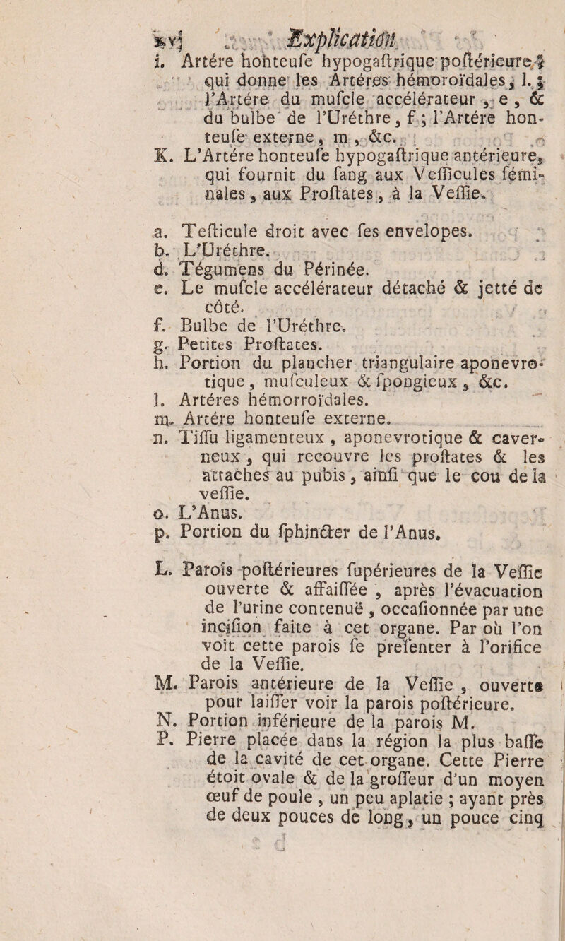 1 J i . s «»C ï. Artère hohteufe hypogaftrique poflérieufe $ qui donne les Artères hémoroïdales, 1. ; l’Artère du mufcîe accélérateur , e, de du bulbe de l’Ûréthre, f ; l’Artére hon- teufe externe, m , &c. K. L’Artére honteufe hypogaftrique antérieure, qui fournit du fang aux Vefficules fémL nales, aux Proftates, à la Veffie. .a. Teflicule droit avec fes envelopes. b. L’Oréthre. d. Tégumens du Périnée. c. Le mufcle accélérateur détaché & jetté de côté. £ Bulbe de i’Uréthre. g. Petites Proftates. lie Portion du plancher triangulaire aponevro* tique, mufculeux & fpongieux , &c. h Artères hémorroïdales, ni. Artère honteufe externe. n. Tiftu ligamenteux , aponevrotique & caver¬ neux 5 qui recouvre les proftates & les attaches au pubis, ainfi que le cou delà veffie. o. L’Anus. p. Portion du fphindter de l’Anus, L. Parois poilérieures fupérieures de la Veffie ouverte & affaiflee , après l’évacuation de l’urine contenue , occafionnée par une inciüon faite à cet organe. Par ou l’on voit cette parois fe prefenter à l’orifice de la Vefiie. M. Parois antérieure de la Veffie , ouverts i pour laifler voir la parois poftérieure. f N. Portion inférieure de la parois M. P. Pierre placée dans la région la plus bafie de la cavité de cet organe. Cette Pierre étoit ovale & de la grofleur d’un moyen œuf de poule , un peu aplatie ; ayant près de deux pouces de long, un pouce cinq