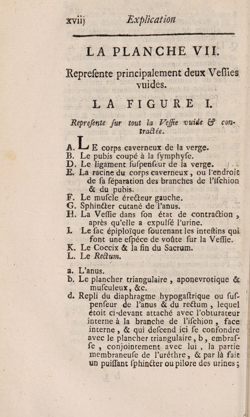 LA PLANCHE VIL Keprefente principalement deux Veflles vuides. - LA FIGURE I. Reprefenîe fur tout la Veffie njuiâe £? cm* traitée. T A, E corps caverneux de îa verge* B. Le pubis coupé à la fymphyfe. D. Le ligament fufpenftur de la verge. ) E. La racine du corps caverneux, ou l'endroit de fa réparation des branches de rifchion & du pubis. F. Le mufcîe éreéteur gauche. G. SphinÛer cutané de l’anus. H. La Veffie dans Ton état de contraction j, après qu’elle a expulfé l’urine. I. Le lac épiploïque foutenant les inteftins qui font une efpéce de voûte fur la Veffie. 3C. Le Coccix & la fin du Sacrum. L. Le Reiïtum, a. L’anus. b. Le plancher triangulaire , aponevrotîque & mufculeux, &c. d. Repli du diaphragme hypogaflrique ou fuf- penfeur de l’anus & du reCtum , lequel étoit ci-devant attaché avec l’obturateur interne à la branche de l’ifchion , face interne, & qui defcend ici fe confondre avec le plancher triangulaire, b , embraf- fe , conjointement avec lui , la partie membraneufe de l’uréthre, & par là fait un puifiant fphinCter oupilore des urines;