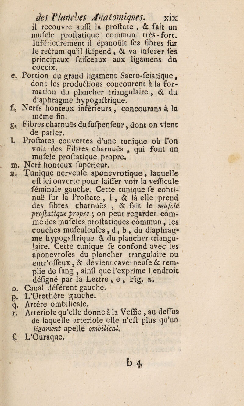 il recouvre aulH la proftate , & fait un mufcle proftatique commun très-fort» Inférieurement il épanoüit fes fibres fur le re&um qu’il fufpend , & va inférer fes principaux faifceaux aux ligamens du coccix. c, Portion du grand ligament Sacro-fciatique9 dont les productions concourent à la for¬ mation du plancher triangulaire, & du diaphragme hypogaftrique. f. Nerfs honteux inférieurs, concourans à la même fin. g« Fibres charnues du fufpenfeur, dont on vient de parler. 1. Proftates couvertes d’une tunique oîi Pon voit des Fibres charnues , qui font un mufcle proftatique propre, 211. Nerf honteux fupérieur. Tunique nerveufe aponevrotique , laquelle eft ici ouverte pour laifler voir la vefficuîe féminale gauche. Cette tunique fe conti¬ nue fur la Proftate , l , & là elle prend des fibres charnues , & fait le mufcle proftatiquepropre ; on peut regarder com¬ me des mufcles proftatiques commun, les couches mufculeufes , d, b, du diaphrag¬ me hypogaftrique & du plancher triangu¬ laire. Cette tunique fe confond avec les aponevrofes du plancher trangulaire ou entr’ofieux, & devient caverneufe & rem¬ plie de fang , ainfi que l’exprime 1 endroit défigné par la Lettre, e 5 Fig. %. o. Canal déférent gauche. p. L’Urethére gauche. q. Artère ombilicale. r. Arteriole qu’elle donne à la Veftie , au defius de laquelle arteriole elle n’eft plus qu’un ligament apellé ombilical. f. L’Ouraque.