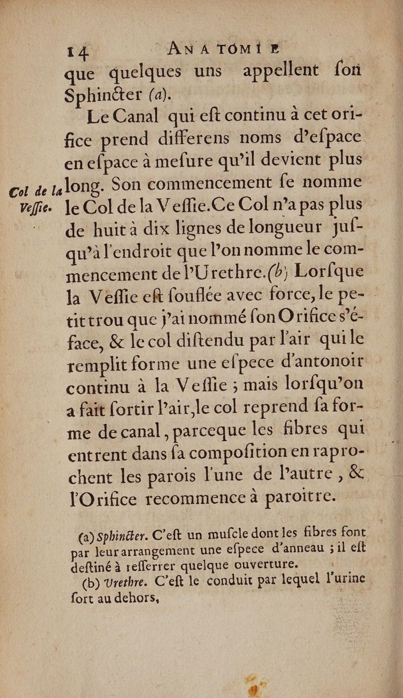 Velfie que quelques uns appellent {ori Sphintter (a). | Le Canal qui eft continu à cet ori- fice prend differens noms defpace enefpace à mefure qu’il devient plus long. Son commencement fe nomme le Col de la Veffie.Ce Col n’a pas plus de huit à dix lignes de longueur juf- qu’à l'endroit que l’on nomme le com- mencement de PUrethre.(b; Lorfque la Vefie cf fouflée avec force, le pe- tittrou que j'ai nommé fon Orifice s’c- face, &amp; le col diftendu par l'air quile remplit forme une efpece d’antonoir continu à la Veñlie ; mais lorfqu’on a fait fortir Pair, le col reprend fa for- me de canal , parceque les fibres qui entrent dans fa compofition en rapro- chent les parois l'une de Pautre, &amp;. l'Orifice recommence à paroitre. (a) Sphinéter. C’eft un mufcle dontles fibres font par leurarrangement une efpece d'anneau ;1l eft deftiné à refferrer quelque ouverture. (b) Vretbre. C’eft le conduit par lequel l'urine fort au dehors,