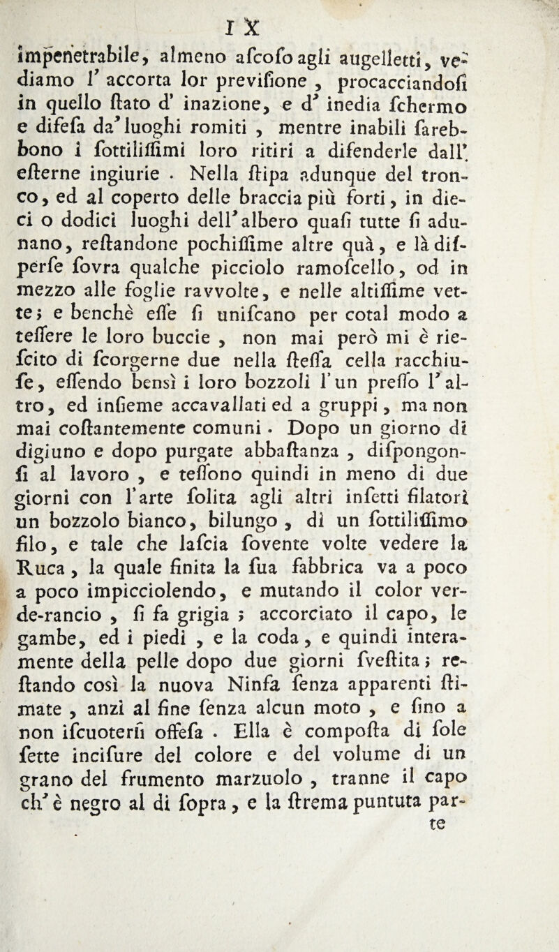 impenetrabile, almeno afcofo agli augellettì, ve¬ diamo 1’ accorta lor previlìone , procacciandoli in quello fiato d’ inazione, e d* inedia fchermo e difefa da’luoghi romiti , mentre inabili fareb- bono 1 fottiiiflìmi loro ritiri a difenderle dall’ efterne ingiurie . Nella ftipa adunque del tron¬ co, ed al coperto delle braccia più forti, in die¬ ci o dodici luoghi dell’albero quali tutte lì adu¬ nano, reftandone pochiflime altre qua, e làdif- perfe fovra qualche picciolo ramoscello, od in mezzo alle foglie ravvolte, e nelle altiflime vet¬ te? e benché elle lì unifcano per cotal modo a teflere le loro buccie , non mai però mi é rie- fcito di fcorgerne due nella fiella cella racchiu- fe, elfendo bensì i loro bozzoli l’un prelfo l’al¬ tro, ed inlìeme accavallati ed a gruppi, ma non mai collantemente comuni. Dopo un giorno di digiuno e dopo purgate abbaftanza , difpongon- fi al lavoro , e telfono quindi in meno di due giorni con l’arte Solita agli altri infetti filatori un bozzolo bianco, bilungo , di un fottilillìmo filo, e tale che lafcia Sovente volte vedere la Ruca , la quale finita la Sua fabbrica va a poco a poco impicciolendo, e mutando il color ver¬ de-rancio , lì fa grigia ; accorciato il capo, le gambe, ed i piedi , e la coda, e quindi intera¬ mente della pelle dopo due giorni Sveltita ; re- ftando così la nuova Ninfa Senza apparenti fil¬ mate , anzi al fine Senza alcun moto , e fino a non ifcuoteriì offefa • Ella è comporta di fole fette incifure del colore e del volume di un grano del frumento marzuolo , tranne il capo eh* è negro al di fopra, e la Strema puntuta par¬ te