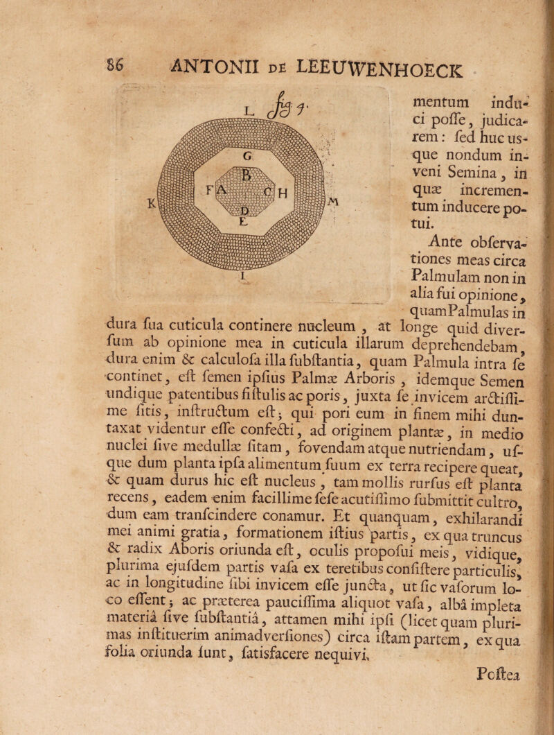 mentum indu¬ ci poffe 3 judica¬ rem : fed huc us¬ que nondum in¬ veni Semina , in qua* incremen¬ tum inducere po¬ tui. Ante obferva- tiones meas circa Palmulam non in alia fui opinione , quam Palmulas in at longe quid diver- duia fu a cuticula continere nucleum , «.c quio. cuver— fum ab opinione mea in cuticula illarum deprehendebam dura enim & calculofa illa fubftantia , quam Palmula intra fe continet , eft femen ipfius Palmx Arboris , idemque Semen undique patentibus fi ftulis ac poris, juxta fe invicem ar&iffi- me litis, inftruftum eft- qui pori eum in'finem mihi dun- taxat videntur effe confefti, ad originem plantse , in medio nuclei five medullas fitam, fovendam atque nutriendam, uf- que dum planta ipfa alimentum/uum ex terra recipere queat, & quam durus hic eft nucleus ‘ tam mollis rurfus eft planta recens, eadem enim facillime fefe acutiflimo fubmittit cultro dum eam tranfeindere conamur. Et quanquam, exhilarandi mei animi gratia, formationem iftius partis, ex qua truncus & radix Aboris oriunda eft, oculis propofui meis, vidique, plurima ejufdem partis vafa ex teretibus confiftere particulis* ac in longitudine libi invicem effe jun£ta? utficvaforum lo¬ co eflent* ac pneterea pauciftima aliquot vafa, albaimoleta materia five fubftantia, attamen mihi ipfi (licet quam pluri¬ mas inftituerim animadverfiones) circa iftam partem e!xaiia folia oriunda lunt, fatisfacere nequivi 3. i | I. m ■•i I Pcftea