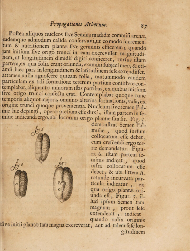 s7 Poftea aliquos nucleos five Semina madidx commifi arenx eadcmque admodum calida confervavi,ut eo modo incremen¬ tum & nutritionem piante five germinis efficerem 5 quando jam initium five origo trunci in eam excreviflet magnitudi¬ nem, ut longitudinem dimidii digiti conficeret, rurfus iftam partem,ex qua folia erant oriunda, examini fubjeci meoj &eti- amii hxc pars in longitudinem & latitudinem fefe extendiflet, attamen nulla agnofcere quibam folia, tantummodo eandem particulam ex tali formatione teretum partium confidere con¬ templabar, aliquanto minorum iftis partibus, ex quibus initium five origo trunci confecta erat. Contemplabar quoque tunc temporis aliquot majora, omnino alterius formationis, vafa, ex origine trunci quoque provenientia. Nucleum five femen Pal- mx hic depingi, operx pretium efle duxi, iftam partem in fe¬ mine indicandi ergo,ubi locorum origo piante fitafit. Fig. 5. demonftrat Semen Pal- mulx , quod furfum collocatum efle debet, cum crefcendi ergo ter- rx demandatur. Figu¬ ra 6. iftam partem fe¬ minis indicat , quod infra collocatum efle debet, & ubi littera A. rotunde incurvata par¬ ticula indicatur , ex qua origo plantx ori¬ unda eft; Figur. 7. il¬ lud ipfum Semen tam magnum , prout fefe extenderat , indicat quando radix originis five initii piante tam magna excreverat, aut ad talem fefe lon¬ gitudinem