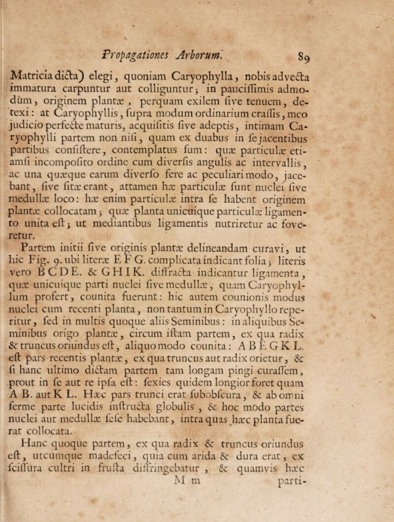 Matriciadi£ta) elegi, quoniam Caryophylla, nobisadve£ta immatura carpuntur aut colliguntur * in pauciffimis admo¬ dum, originem plantx , perquam exilem five tenuem, de¬ texi : at Caryophyllis, fupra modum ordinarium crallis, meo judicio perfedte maturis, acquifitis five adeptis, intimam Ca* ryophylli partem non nili, quam ex duabus in fejacentibus partibus confiftere, contemplatus fum: qux particulx eti- amfi incompofito ordine cum diverfis angulis ac intervallis, ac una quaeque earum diverfo fere ac peculiari modo, jace¬ bant, five fitxerant, attamen hx particulae funt nuclei five medullae loco: hae enim particulae intra fe habent originem plantae collocatam * quae planta unicuique particulae ligamen¬ to unita eft3 ut mediantibus ligamentis nutriretur ac fove¬ retur. Partem initii five originis plantae delineandam curavi) ut hic Fig. 9. ubi literae E FG. complicata indicant folia 3 literis vero BCDE. & G FI IK. diffracta indicantur ligamenta, quae unicuique parti nuclei five medullae, quam CaryophyF lum profert, counita fuerunt: hic autem counionis modus nuclei cum recenti planta, non tantum in Caryophyllo repe- ritur, fed in multis quoque aliis Seminibus: in aliquibus Se¬ minibus origo plantae, circum iftam partem, ex qua radix &c truncus oriundus eft, aliquo modo counita: ABEGKL eft pars recentis planta:, ex qua truncus aut radix orietur, & fi hanc ultimo diffam partem tam longam pingi curaffem, prout in fe aut re ipfa eft: fexies quidem longior foret quam A B. autK L. Haec pars trunci erat fubobfcura, & ab omni ferme parte lucidis inftrutta globulis , & hoc modo partes nuclei aut medullae fele habebant, intra quas hxc planta fue¬ rat collocata. Hanc quoque partem, ex qua radix fk truncus oriundus eft, utcumque madefeci, quia cum arida fk dura erat, ex Iciliura cultri in frufta diffringebatur , k quamvis hxc M m parti-