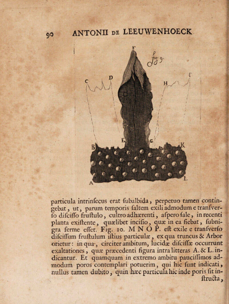 particula intrinfecus erat fubalbida, perpetuo tamen contin¬ gebat , ut, parum temporis faltem exili admodum e tranfver- fo difciffo fruftulo, cultro adherenti, afpero fale, in recenti planta exiftente, quaelibet incifio, quae in ea fiebat, fubni- gra ferme efiet. Fig. io. MNOP. eft exile e tranfverfo difciffiim fruftulum illius particulae, ex qua truncus & Arbor orietur: in qua, circiter ambitum, lucidae difciflae occurrunt exaltationes, quae praecedenti figura intra litteras A. &L. in¬ dicantur. Et quamquam in extremo ambitu pauciffimos ad¬ modum poros contemplari potuerim, qui hic funt indicati, nullus tamen dubito, quin haec particula hic inde poris fit in- ftructa ,