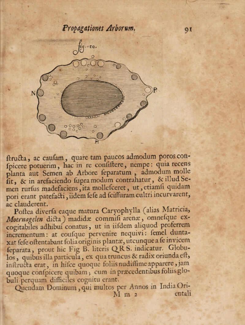 ftru&a, ac caufam, quare tam paucos admodum poroscori- fpicere potuerim, hac in re confiftere, nempe: quia recens planta aut Semen ab Arbore feparatuni , admodum molle iit, Se in arefaciendo fupra modum contrahatur, & illud Se¬ men rurfus madefaciens, ita mollcfceret, ut, etiamfi quidam pori erant patefa£Vi, iidem fefe ad fcifl uram cultri incurvarent, ac clauderent. Poftea diverfa eaque matura Caryophylla (alias Matncia, Moernagclen difta) madidx commifi arenx, omneique ex- cogitabiles adhibui conatus, ut in iifdem aliquod proferrem incrementum: at eoufque pervenire nequivi: femel dunta- xat fefe oftentabant folia originis plantae, utcunque a fe invicem feparata, prout hic Fig B. literis Q^RS. indicatur. Globu¬ los , quibus illa particula, ex qua truncus Se radix oriunda eft, inftru&a erat, in hifce quoque foliisnudiffimeapparere,jam quoque confpicere quibam 3 cum in praecedentibus foliis glo¬ buli perquam difficiles cognitu erant. Qucndam Dominum,qui multos per Annos in India Ori- M m 2 entali
