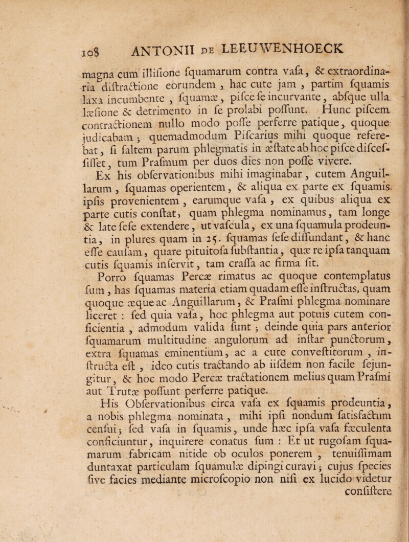 magna cum illifione fquamarum contra vafa, & extraordina¬ ria diftraftione eorundem , hac cute jam , partim fquamis ]axa incumbente , fquamse, pifce fe incurvante, abfque ulla lcefione & detrimento in fe prolabi poffunt. Hunc pifcem contractionem nullo modo poffe perferre patique, quoque judicabam ; quemadmodum Pifcarius mihi quoque refere¬ bat, fi faltem parum phlegmatis in atftate ab hoc pifce difcef- fiflet, tum Prafmum per duos dies non polfe vivere. Ex his obfervationibus mihi imaginabar , cutem Anguil¬ larum , fquamas operientem, & aliqua ex parte ex fquamis. ipfis provenientem , earumque vafa , ex quibus aliqua ex parte cutis conflat, quam phlegma nominamus, tam longe & late fefe extendere, ut vafcula, ex una fquamula prodeun¬ tia, in plures quam in 25. fquamas fefe diffundant, &hanc effecaufam, quare pituitofa fubftantia, quse re ipfa tanquam cutis fquamis infervit, tam craffa ac firma fit. Porro fquamas Perese rimatus ac quoque contemplatus fum , has fquamas materia etiam quadam effeinftru£tas, quam quoque seque ac Anguillarum, & Prafmi phlegma nominare liceret : fed quia vafa, hoc phlegma aut potuis cutem con¬ ficientia , admodum valida funt ; deinde quia pars anterior fquamarum multitudine angulorum ad inftar punctorum, extra fquamas eminentium, ac a cute conveftitorum , in- ftructa eft , ideo cutis tractando ab iifdem non facile fejun- gitur, & hoc modo PercsE tractationem melius quam Prafmi aut Trutae poffunt perferre patique. His Obfervationibus circa vafa ex fquamis prodeuntia, a nobis phlegma nominata , mihi ipfi nondum fatisfactum cenfui; fed vafa in fquamis, unde hsec ipfa vafa fseculenta conficiuntur, inquirere conatus fum: Et ut rugofam fqua¬ marum fabricam nitide ob oculos ponerem , tenuiflimam duntaxat particulam fquamula: dipingi curavi; cujus fpecies five facies mediante microfcopio non nifi ex lucido videtur confiftere
