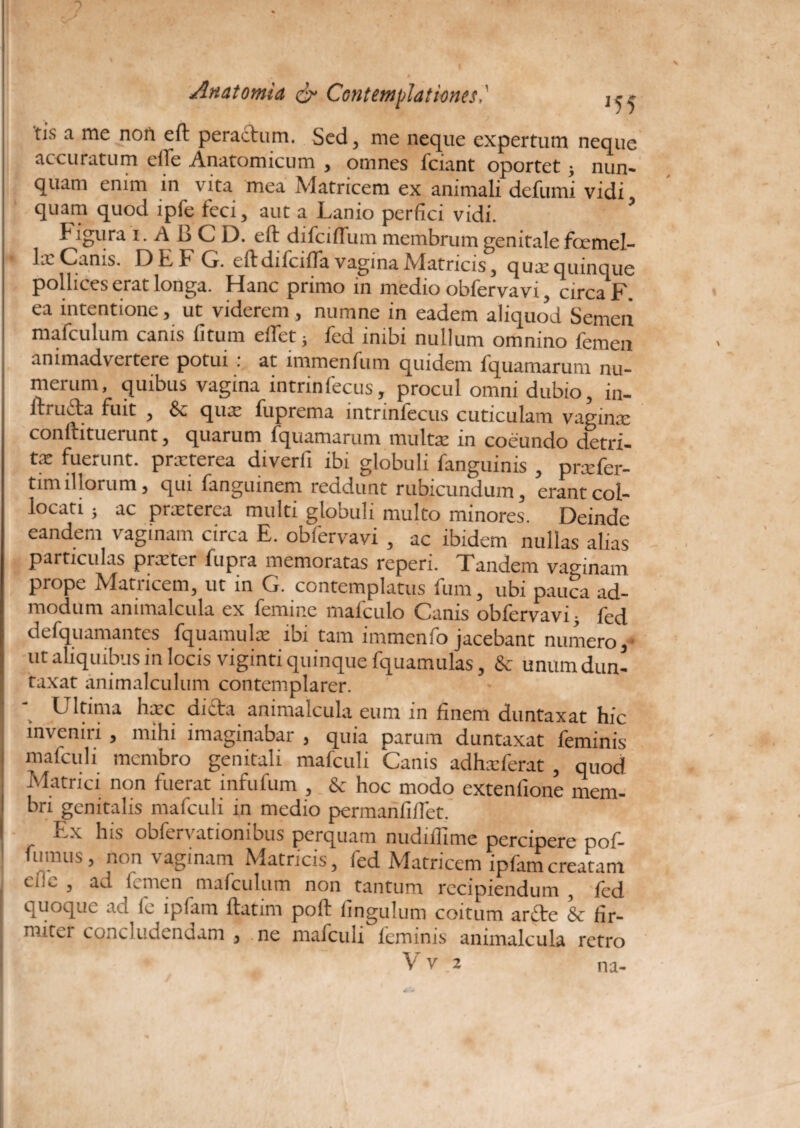 tis a me non eft peractum. Sed, me neque expertum neque accuratum effe Anatomicum , omnes fciant oportet ; nun¬ quam enim in vita mea Matricem ex animali defumi vidi quam quod ipfe feci, aut a Lanio perfici vidi. .gura i. A i) C D. eft difeifTum membrum genitale fcemel— lx Canis. D E F G. eftdifeiffa vagina Mfetricis, qux quinque pollices erat longa. Hanc primo in medio obfervavi, circa F ea intentione, ut viderem, numne in eadem aliquod Semen mafculum canis fi tum effet3 fed inibi nullum omnino femen animadvertere potui . at immenfum quidem fquamarum nu¬ merum, quibus vagina intrinfecus, procul omni dubio, in- irructa fuit , & qux fuprema intrinfecus cuticulam vaginx conftituerunt, quarum fquamarum multas in coeundo detri¬ ta fuerunt, prxterea diverfi ibi globuli fanguinis , prasfer- tim illorum, qui fanguinem reddunt rubicundum, erant col¬ locati ; ac prxterea multi globuli multo minores. Deinde eandem vaginam circa E. obfervavi , ac ibidem nullas alias particulas proster fupra memoratas reperi. Tandem vaginam prope Matricem, ut in G. contemplatus fum, ubi pauca ad¬ modum animalcula ex femine mafculo Canis obfervavi > fed defquamantes fquamulx idi tam immenfo jacebant numero, ut aliquibus in locis viginti quinque fquamulas, & unumdun- taxat animalculum contemplarer. L' ltima hxc dicta animalcula eum in finem duntaxat hic inveniri , mihi imaginabar , quia parum duntaxat feminis mafculi membro genitali mafculi Canis adhxferat , quod Matrici non fuerat infufum , & hoc modo extenfione mem¬ bri genitalis mafculi in medio permanfilTet. j.x his obfervat Ionibus perquam nudiilimc percipere pof- fitmus, non vaginam Matricis, fed Matricem ipfamcreatam eii«_ , ad E men mafculum non tantum recipiendum , fed quoque ad le ipfam ftatim poft fingulum coitum ar£te & fir- , nuter concludendam 3 ne mafculi leminis animalcula retro Vvfe na-