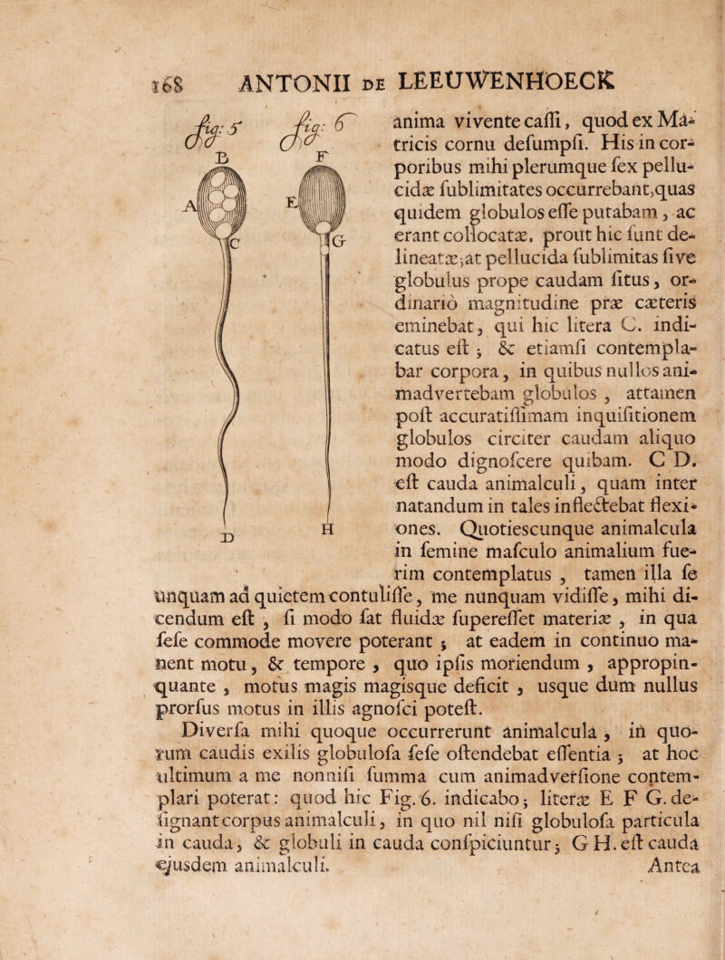 ._. i '' anima vivente cafti, quodexMa- tricis cornu defumpfi. His in cor¬ poribus mihi plerumque fex pellu¬ cidae fublimirates occurrebant5quas quidem globulos efie putabam, ac erant collocata, prout hic funt de¬ lineabat pellucida fublimitas fi ve globulus prope caudam litus, or* dinano magnitudine prae exteris eminebat3 qui hic litera C. indi¬ catus eft * & etiamfi contempla¬ bar corpora , in quibus nullos ani* madvertebam globulos , attamen poft accuratiftimam inquifitionem globulos circiter caudam aliquo modo dignofeere quibam. C D. eft cauda animalculi, quam inter natandum in tales inflectebat flexi¬ ones. Qiiotiescunque animalcula in femine mafculo animalium fue¬ rim contemplatus , tamen ifta fe linquam ad quietem contulifte, me nunquam vidifle, mihi di¬ cendum eft , fi modo fat fluidx fupereffet materia , in qua fefe commode movere poterant 5 at eadem in continuo ma¬ nent motu, 8c tempore , quo ipfis moriendum , appropin¬ quante , motus magis magisque deficit 3 usque dum nullus prorfus motus in illis agnofei poteft. Diverfa mihi quoque occurrerunt animalcula , in quo¬ jum caudis exilis globulofa fefe oftendebat eflentia 5 at hoc ultimum a me nonnifi fumma cum animadverfione contem¬ plari poterat: quod hic Fig.6. indicabolitera E F G.de- fignantcorpus animalculi, in quo nil nifi globulofa particula in cauda, & globuli in cauda confpiciuntur5 GH* eft cauda ejusdem animalculi* Antea