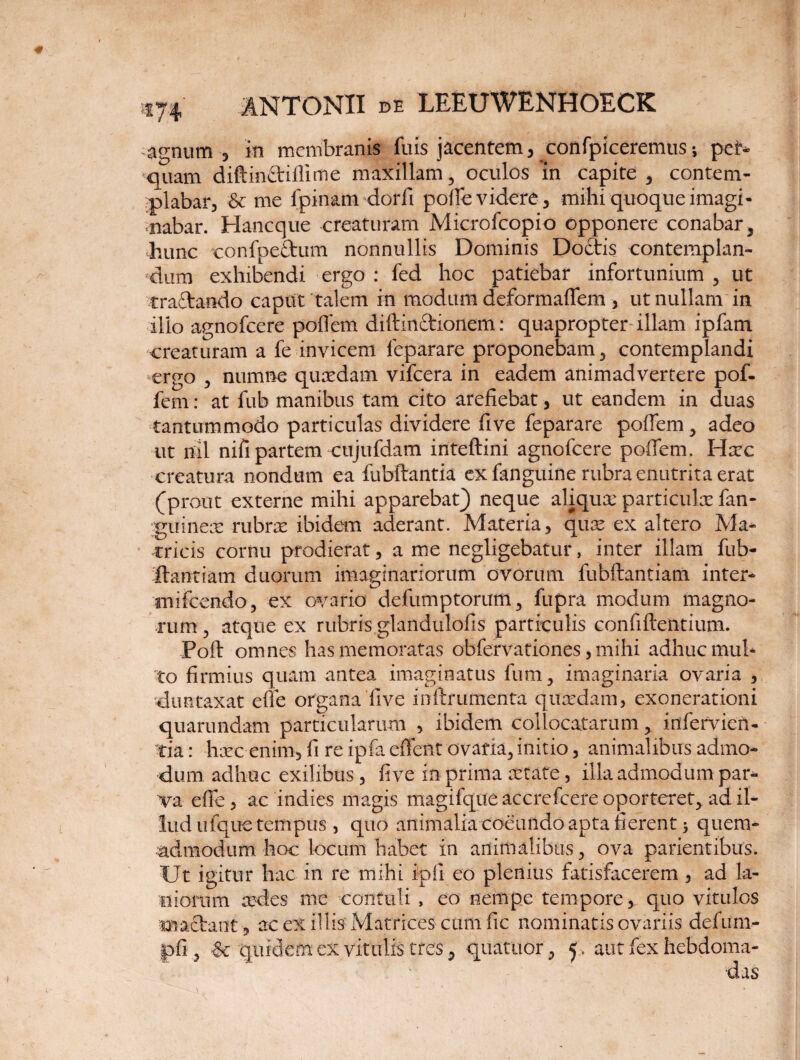 agnum 3 in membranis fuis jacentem, confpiceremus; pei> quam diftin£tiflime maxillam, oculos 'in capite , contem¬ plabar, & me (pinam dorfi poffe videre, mihi quoque imagi¬ nabar. Hancque creaturam Microfcopio opponere conabar, hunc confpeftum nonnullis Dominis Doctis contemplan¬ dum exhibendi ergo : fed hoc patiebar infortunium , ut traftando caput talem in modum deformaffem , ut nullam in illo agnofeere poffem diffinitionem: quapropter illam ipfam creaturam a fe invicem feparare proponebam, contemplandi ergo , numne quaedam vifcera in eadem animadvertere pof¬ fem : at fub manibus tam cito arefiebat, ut eandem in duas tantummodo particulas dividere five feparare poffem, adeo ut nil nifi partem cujufdam inteftini agnofeere poffem. Haec creatura nondum ea fubftantia ex fanguine rubra enutrita erat (prout externe mihi apparebat) neque aliquas particulas fan- mrinese rubras ibidem aderant. Materia, quas ex altero Ma¬ tricis cornu prodierat, a me negligebatur, inter illam fub- ftantiam duorum imaginariorum ovorum fubftantiam inter- mifcendo, ex ovario defumptorum, fupra modum magno¬ rum , atque ex rubris glandulofis particulis confiftentium. Poft omnes has memoratas obfervationes, mihi adhuc mul¬ to firmius quam antea imaginatus fum, imaginaria ovaria , duntaxat effe organa five inftrumenta quasdam, exonerationi quarundam particularum , ibidem collocatarum, infervien- tia: hasc enim, fi re ipfa effeilt ovaria, initio, animalibus admo¬ dum adhuc exilibus , five in prima astate, illa admodum par* va effe, ac indies magis magifque accrefcere oporteret, ad il¬ lud uique tempus , quo animalia coeundo apta fierent 5 quem¬ admodum hoc locum habet in animalibus, ova patientibus. Ut igitur hac in re mihi ipfi eo plenius fatisfacerem , ad la¬ niorum cedes me contuli , eo nempe tempore, quo vitulos mactant, ac ex illis Matrices cum fic nominatis ovariis defum- pfi , quidem ex vitulis tres, quatuor, 5. aut fex hebdoma-