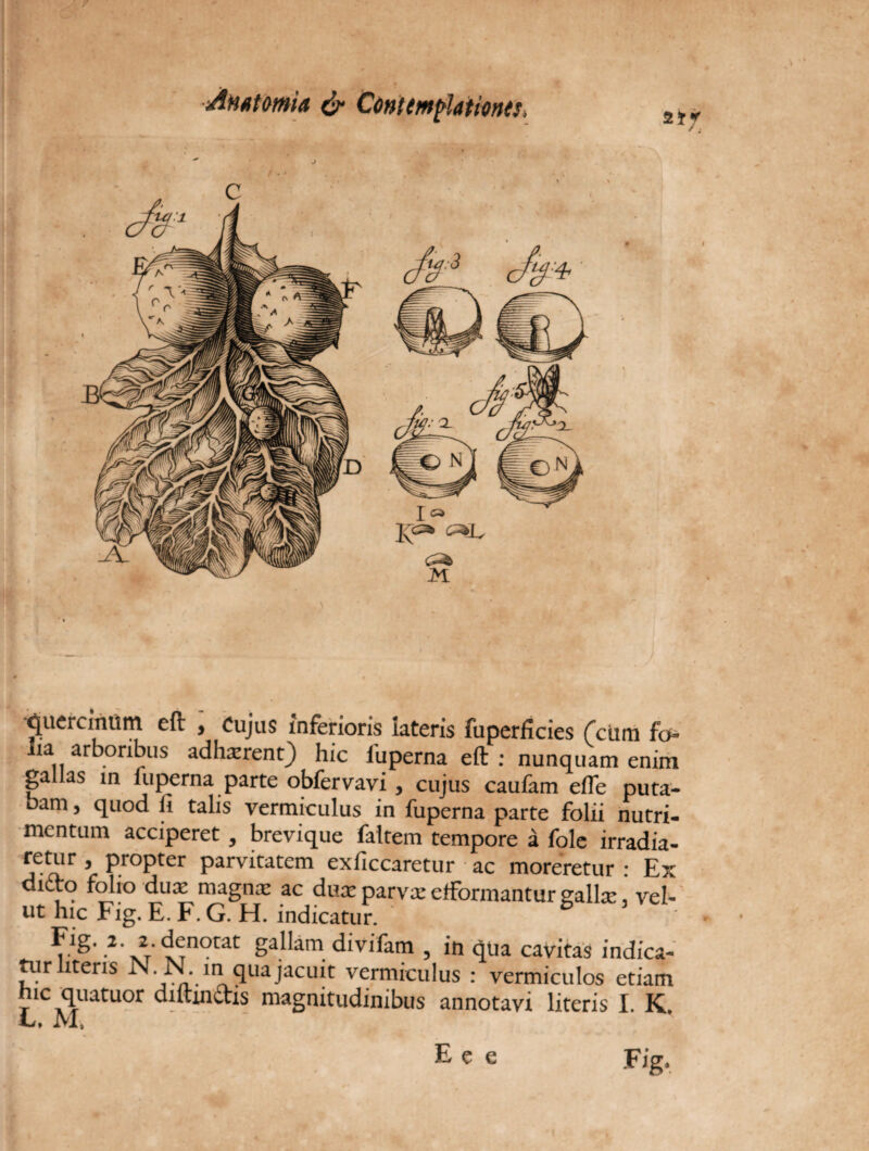 Anmmia & Conitmplatmts, quercinum eft , Cujus inferioris lateris fuperficies fami fo- ia arboribus adhaerent) hic 1'uperna eft: nunquam enim gallas in luperna parte obfervavi , cujus caufam efle puta¬ bam , quod fi talis vermiculus in fuperna parte folii nutri¬ mentum acciperet, brevique faltem tempore a fole irradia¬ retur , propter parvitatem exficcaretur ac moreretur : Ex dicto folio dux raagnx ac dux parvx eiformantur gallx, vel- ut hic Fig. E. F. G. H. indicatur. rlg--2\2r'xTn°tat sallam. divifam , in qua cavitas indica- tur literis N.N.in qua jacuit vermiculus : vermiculos etiam mc quatuor diltinctis magnitudinibus annotavi literis I. K. L, M,