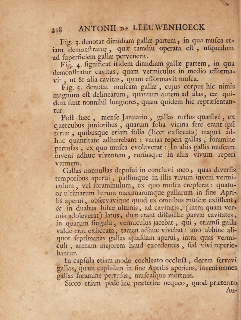 Fio-. 5.denotat dimidiam gallae partem, in qua mufea et¬ iam demon ftratur , quae tamdiu operata eft , ufquedum ad fuperficiem gallae pervenerit. Fig. 4. fignificat itidem dimidiam galla: partem, in qua demon ftratur cavitas, quam vermiculus in medio efforma- vit , ut & alia cavitas, quam efFormavit mufea. Fig. 5. denotat mufeam gallae , cujus corpus hic nimis magnum eft delineatum, quantum autem ad alas, ex qui¬ dem funt nonnihil longiores, quam quidem hic repraefentan- tur. Poft haec , menfe Januario , gallas rurfus quaefivi, ex quercubus junioribus , quarum folia vicina fere erant ipft terrae , quibusque etiam folia (licet exiiccata) magna ad¬ huc quantitate adhaerebant : varias reperi gallas , foramine pertufas , ex quo mufea evolaverat : In aliis gallis mufeam inveni adhuc viventem , rurfusque in aliis vivum reperi vermem. Gallas nonnullas depofui in conclavi meo, quas diverfis temporibus aperui, paflimque in illis vivum inveni vermi¬ culum , vel foraminulum, ex quo mufea erepferat: quatu- or ultimarum harum maximarumque gallarum in fine Apri¬ lis aperui, obfervavique quod ex omnibus mtifcaf exiiffent; & in duabus hifce ultimis, ad cavitatis, (intra quam ver¬ mis adoleverat) latus, dum erant diftinfbx parvae cavitates, in quarum fingula, vermiculus jacebat, qui , etiamfi galla valde erat exuccata, tamen adhuc vivebat: imo abhinc ali¬ quot feptimanas gallas quafdam aperui, intra quas vermi¬ culi , arenam majorem haud excedentes , fed vivi reperie- bantur. In capfula etiam modo cochleato occlufa , decem fervavi gallas, quam capfulam in fine Aprilis aperiens, inveni omnes gallas foramine pertufas , mufcalque mortuas. Sicco etiam pede hic praeterire nequeo, quod praeterito Au-.