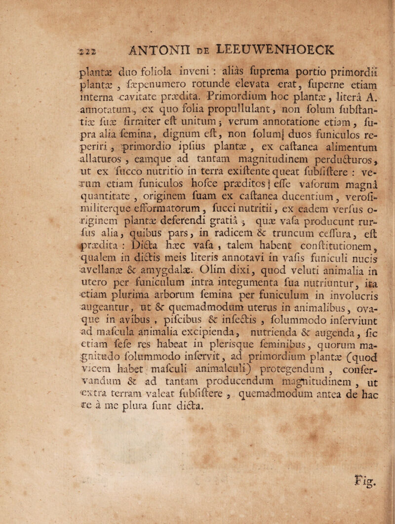 plantae cluo foliola inveni : alias fuprcma portio primordii piante * fepenumero rotunde elevata erat* fuperne etiam interna cavitate praedita. Primordium hoc plantae, litera A. annotatum** ex quo folia propullulant, non folum fubftan- tix fnx firmiter eft unitum i verum annotatione etiam* fu- pra alia femina, dignum eft, noti folumf duos funiculos re- periri * primordio iplius piante * ex caftanea alimentum allaturos * eamque ad tantam magnitudinem perdufturos, ut ex fucco nutritio in terra exiftente queat fiibliftere : ve- erum etiam funiculos hofce praeditos j effe vaforum magni quantitate * originem fuam ex caftanea ducentium 5 verofi* militerque efformatorum * fucci nutritii , ex eadem verfus o- riginem piante deferendi gratia $ qux vafa producunt rur- fus alia, quibus pars, in radicem & truncum ceffura, eft praedita : Di£ta hxc vafa , talem habent conftitutionem s qualem in dictis meis literis annotavi in vafis funiculi nucis •avellanae & amygdalae. Olim dixi* quod veluti animalia in utero per funiculum intra integumenta fua nutriuntur 3 ita etiam plurima arborum femina per funiculum in involucris augeantur, ut &c quemadmodum uterus in animalibus* ova¬ que in avibus , pifcibus & infe£tis , folummodo inferviunt ad mafcula animalia excipienda, nutrienda & augenda, fic etiam fefe res habeat in plerisque feminibus * quorum ma¬ gnitudo folummodo infervit, ad primordium piante (quod vicem habet mafculi animalculi) protegendum 5 confer- vandimi & ad tantam producendum magnitudinem 5 ut 'extra terram valeat fubfiftere , quemadmodum antea de hac ce a me plura funt dfeta.